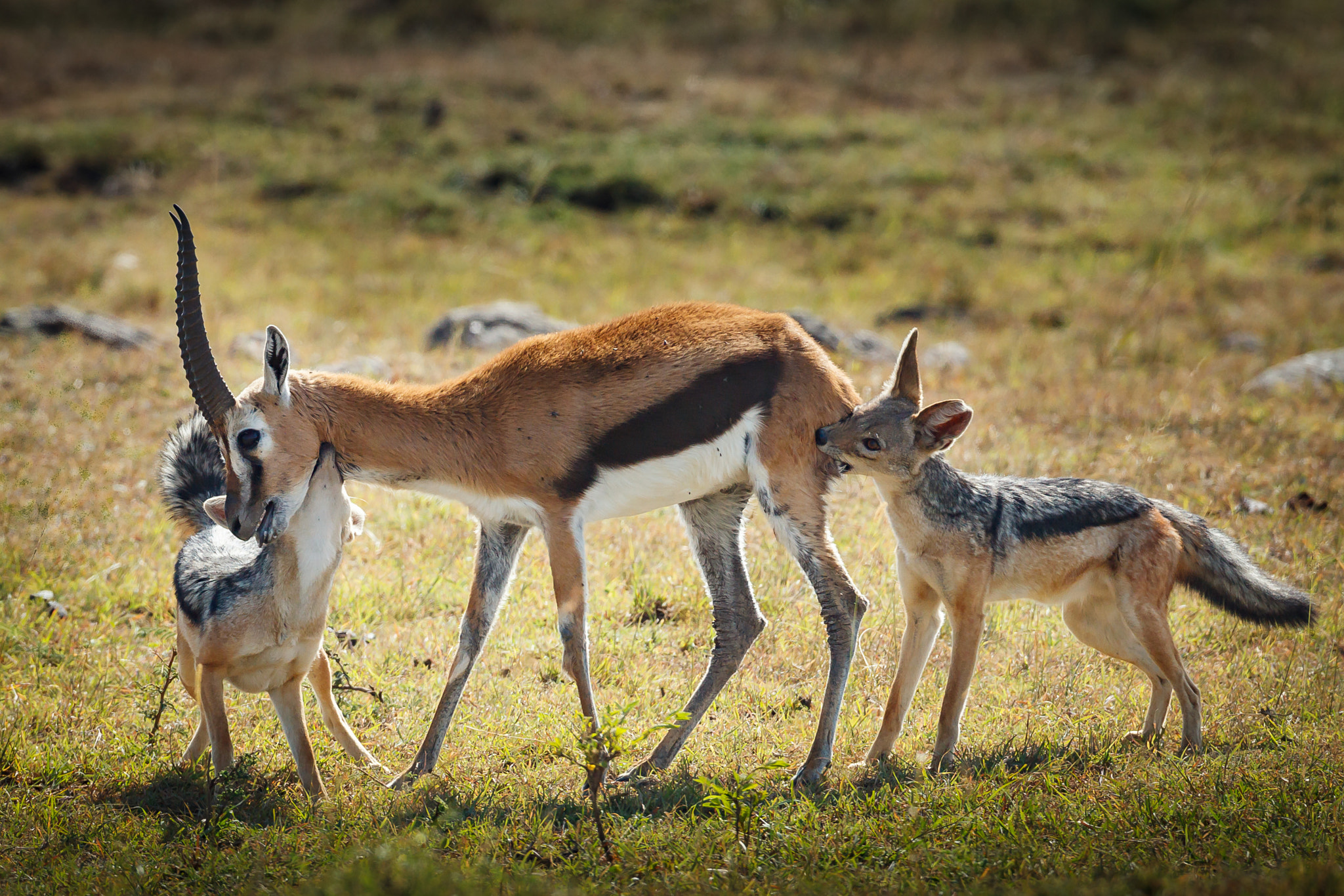 Canon EF 600mm f/4L IS sample photo. Team work photography