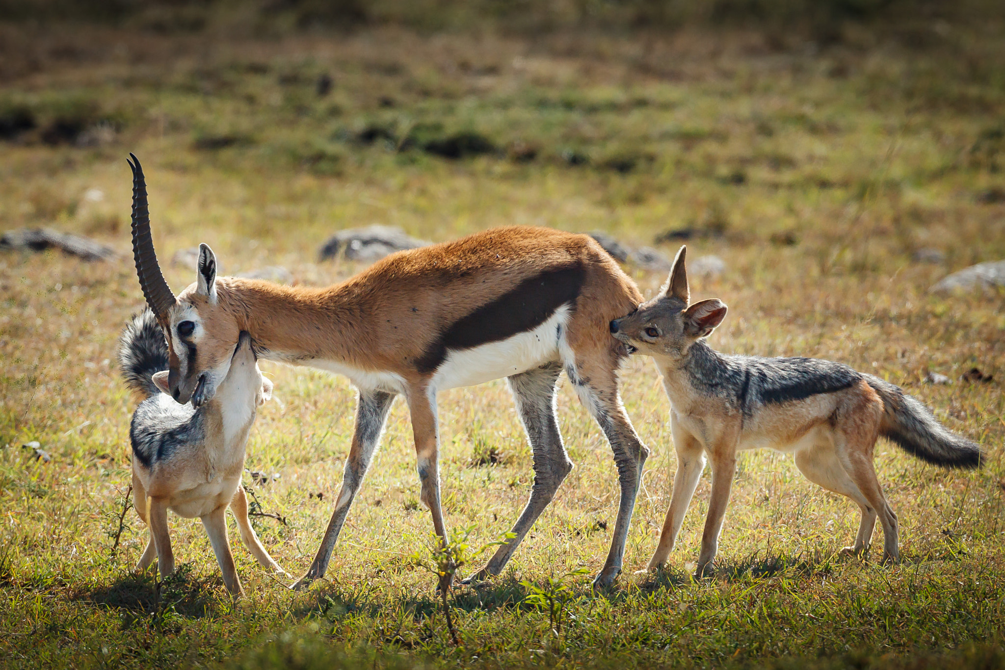 Canon EOS-1D Mark IV + Canon EF 600mm f/4L IS sample photo. Team work photography