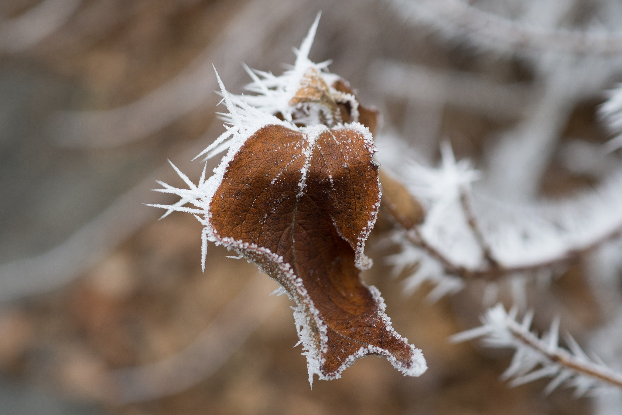 Olympus M.Zuiko Digital ED 30mm F3.5 Macro sample photo. 2016 frosty finish  photography