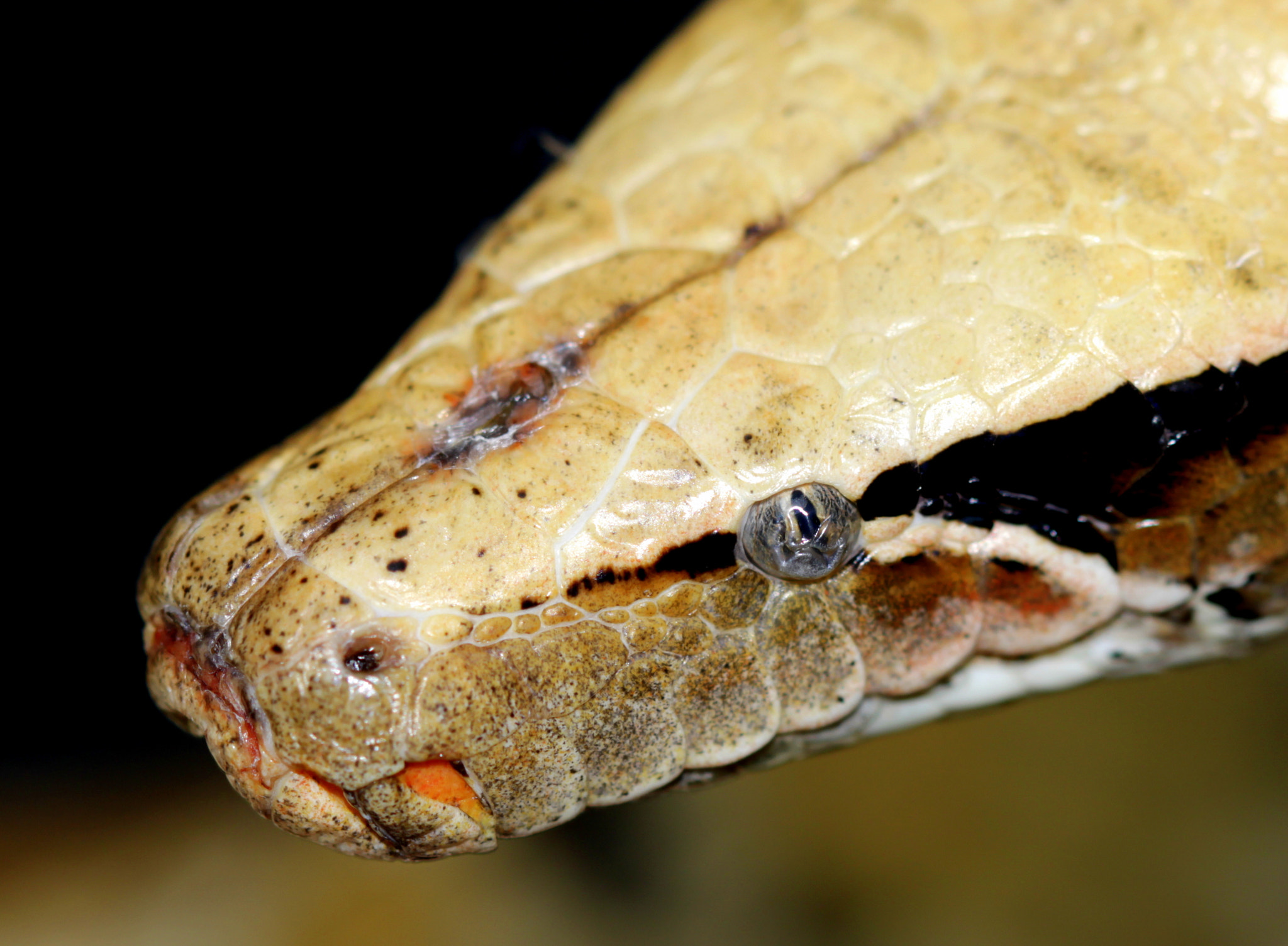 Canon EF 100mm F2.8 Macro USM sample photo. Img photography