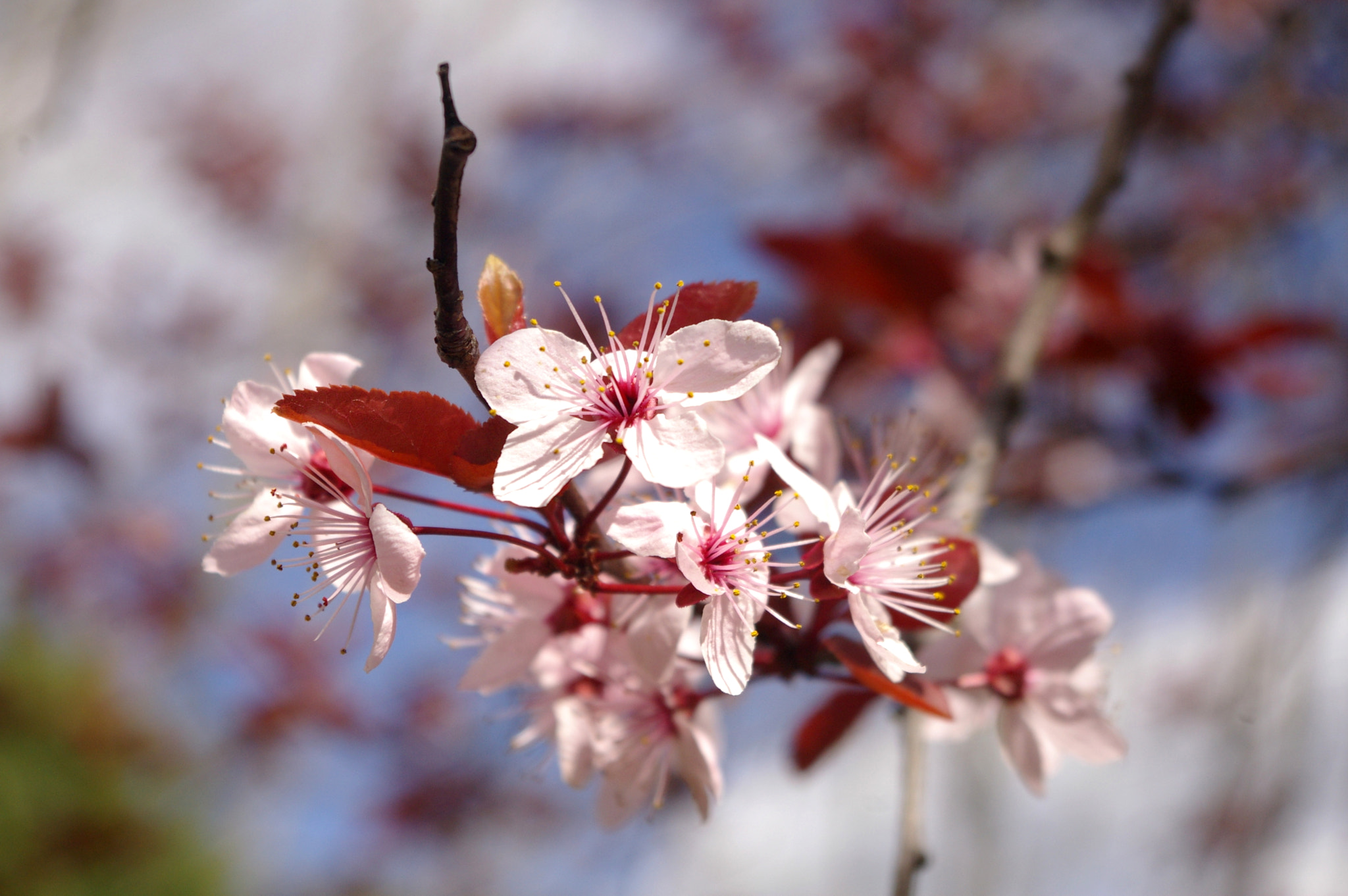 Pentax K100D sample photo. Flowering almond tree photography