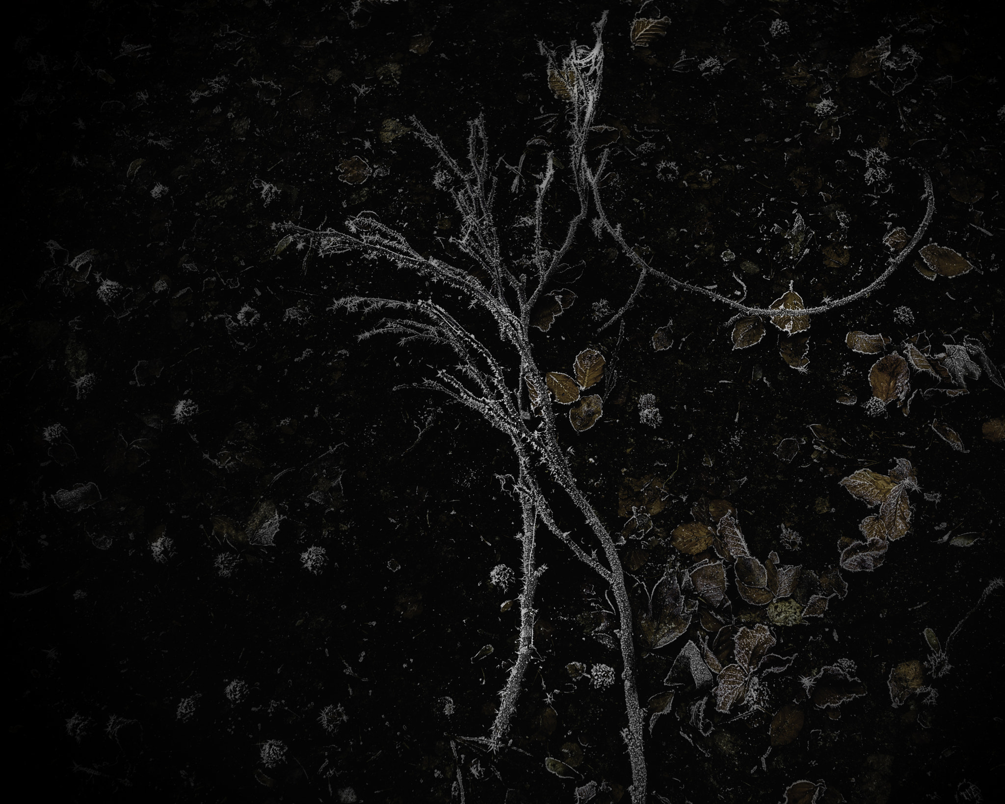 Nikon D610 + AF Nikkor 35mm f/2 sample photo. Branch photography
