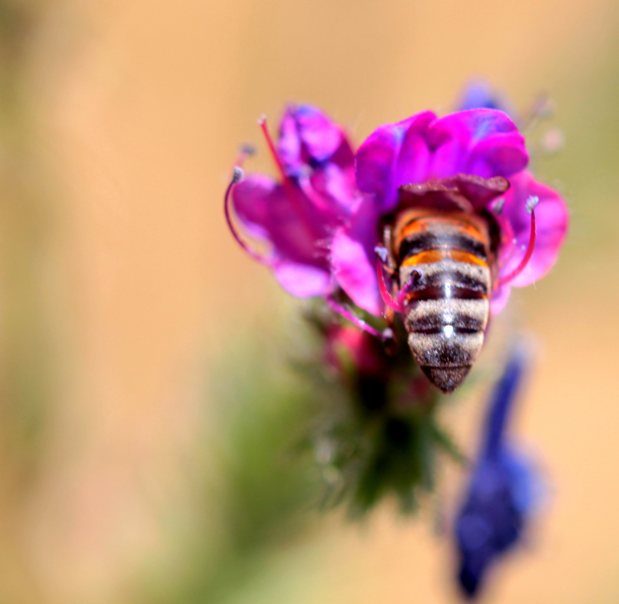 Canon EF 100mm F2.8 Macro USM sample photo. Img photography