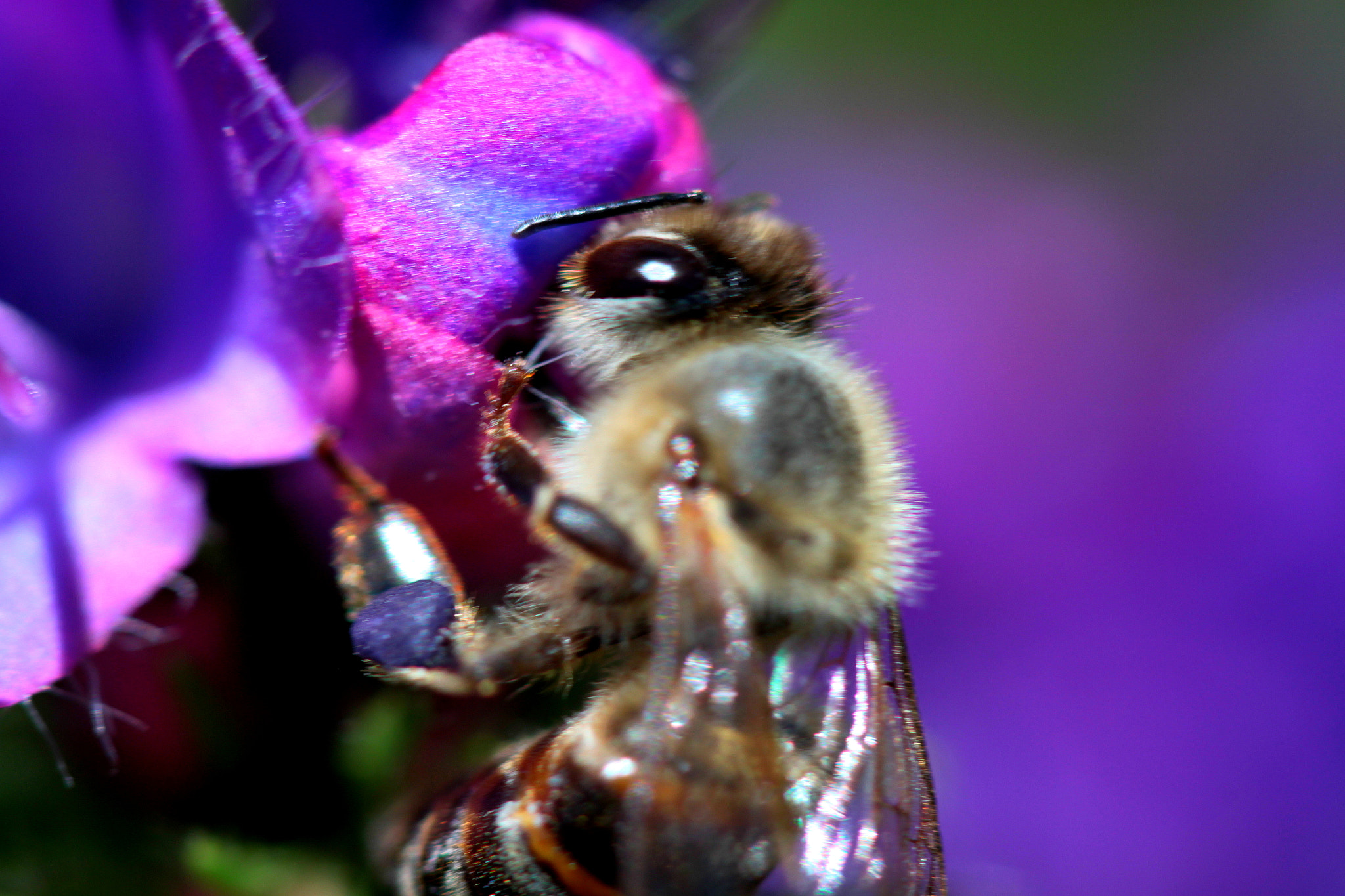 Canon EF 100mm F2.8 Macro USM sample photo. Img photography