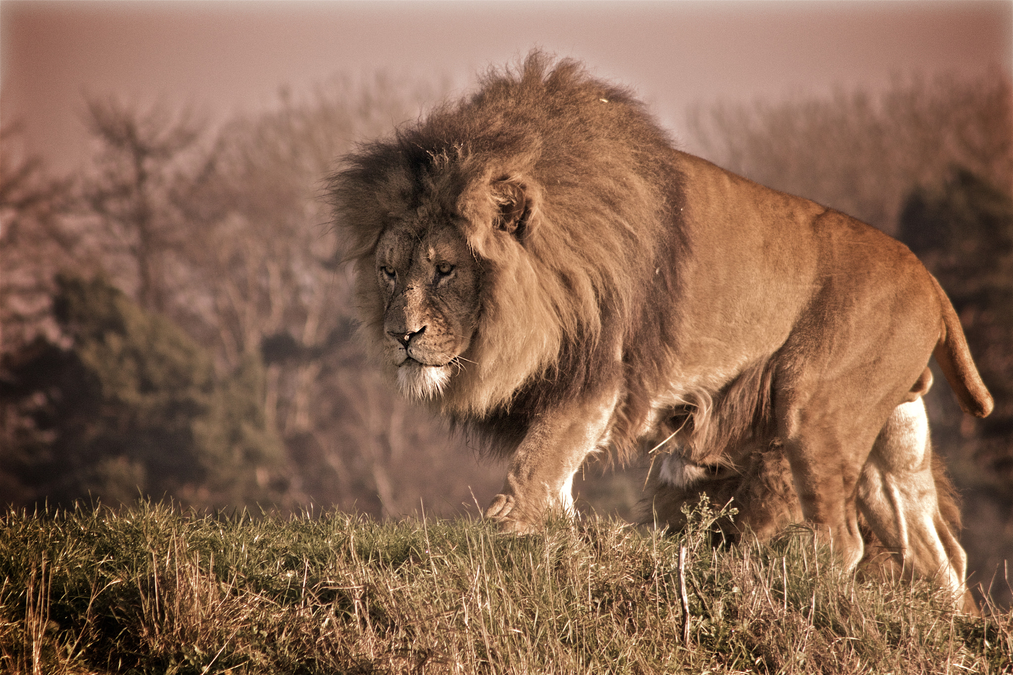 Canon EOS 7D Mark II sample photo. A lion at ywp photography