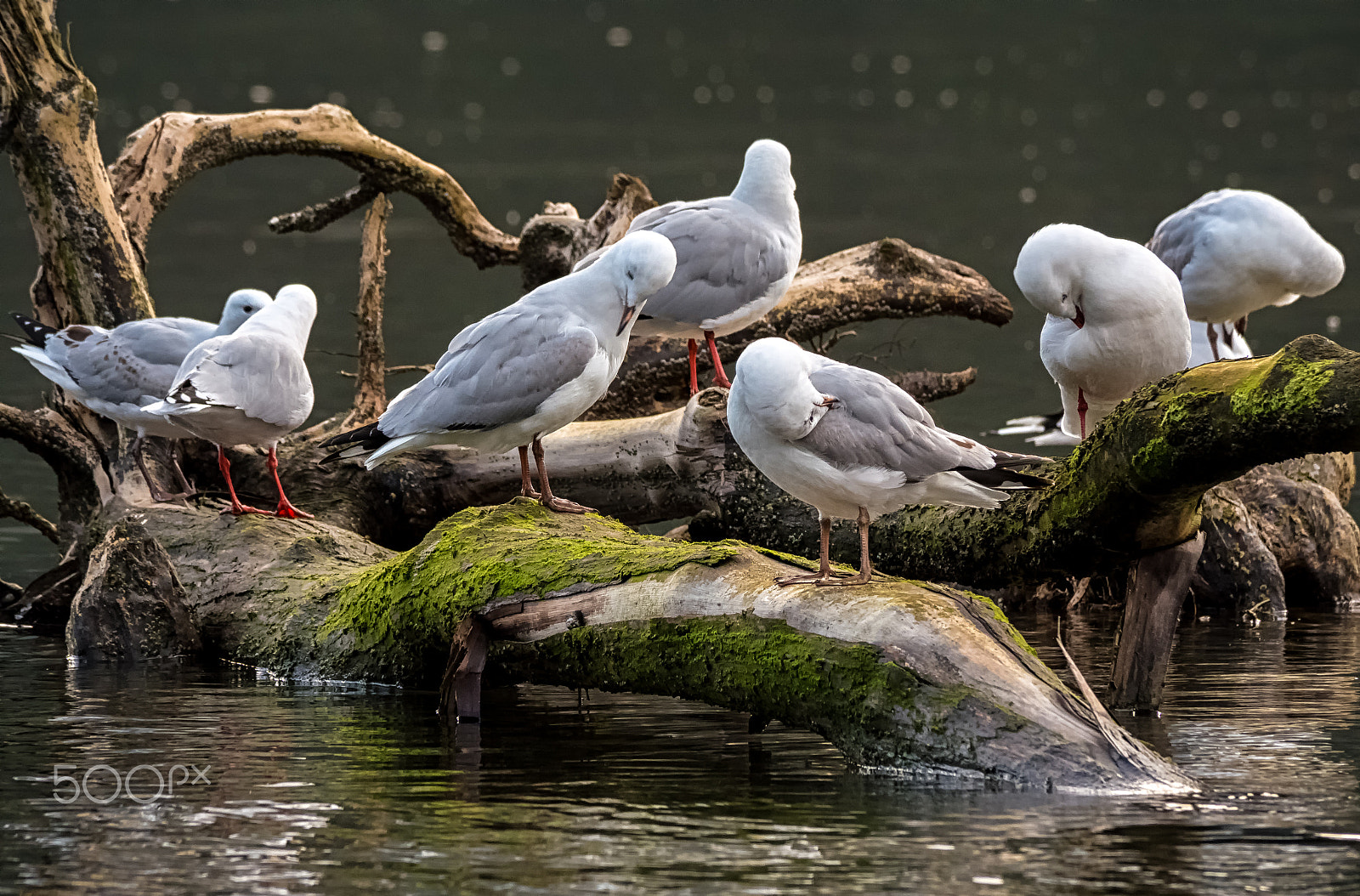 Panasonic Lumix DMC-GH4 sample photo. Early morning ablutions photography