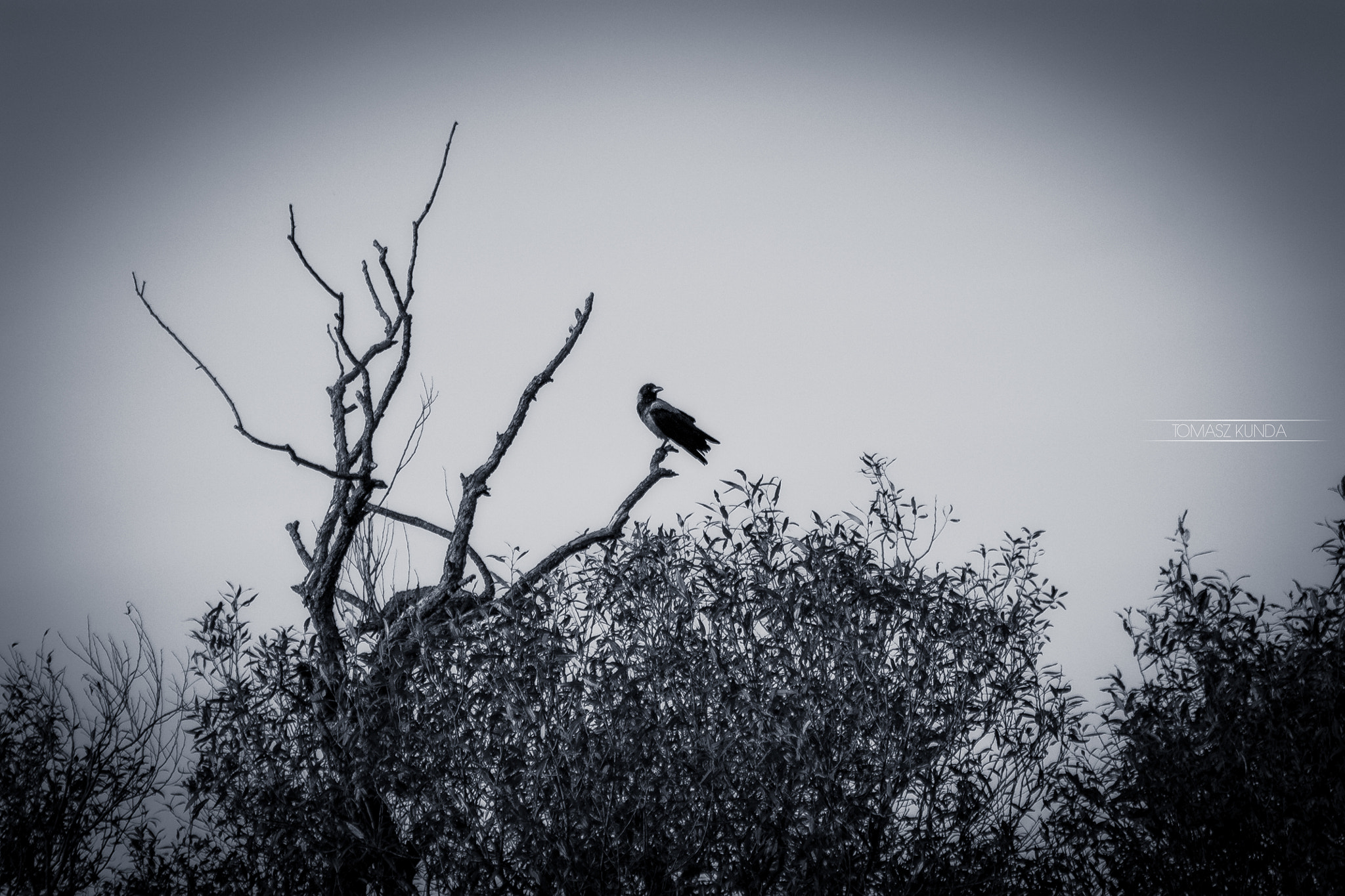 Canon EF 70-300mm F4-5.6 IS USM sample photo. Crow`s throne photography