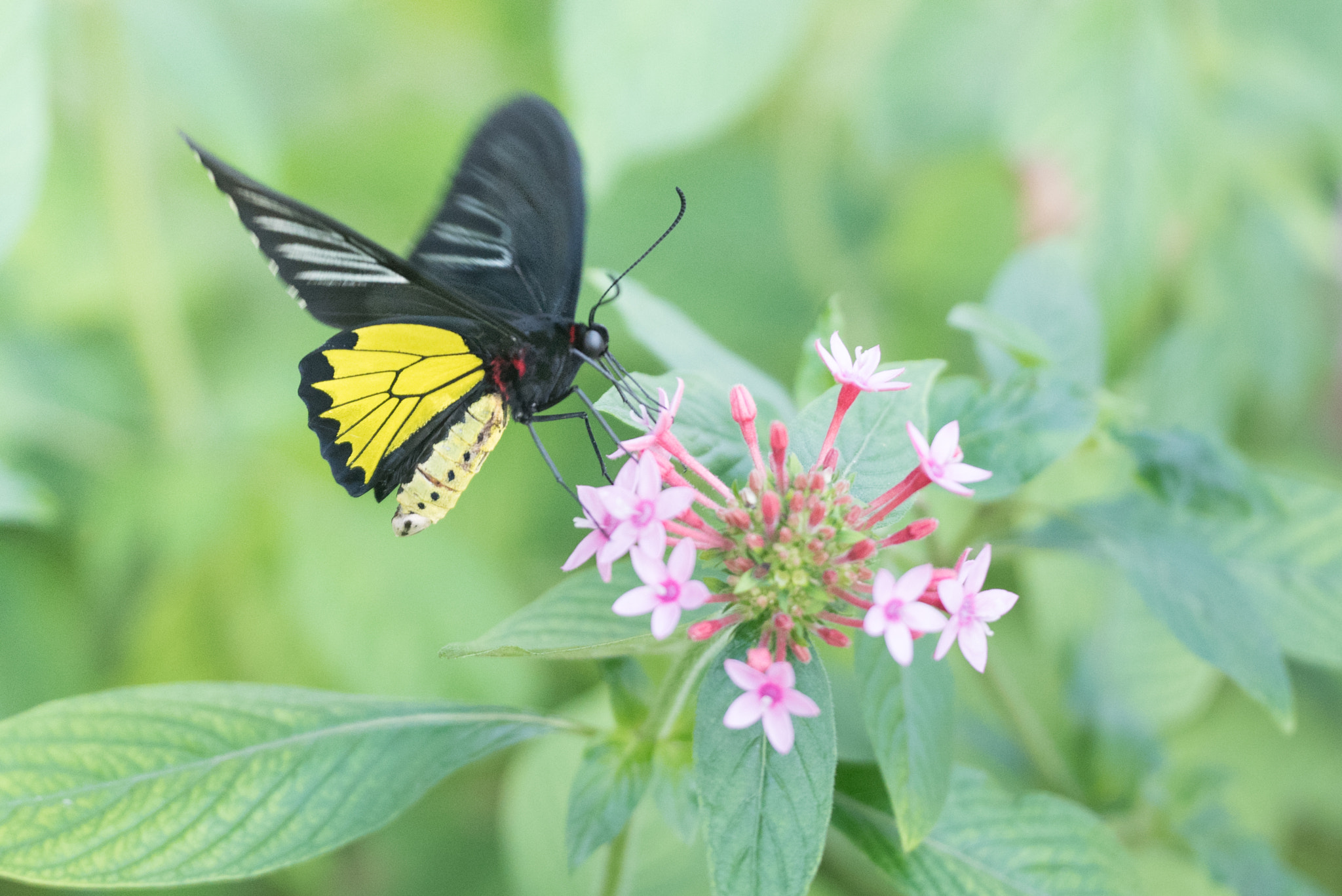 Nikon D750 + Sigma 150mm F2.8 EX DG OS Macro HSM sample photo. Troides helena en vol photography