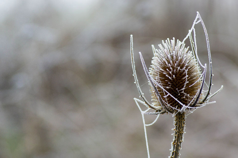 Pentax smc D-FA 100mm F2.8 macro sample photo. Hotz photography