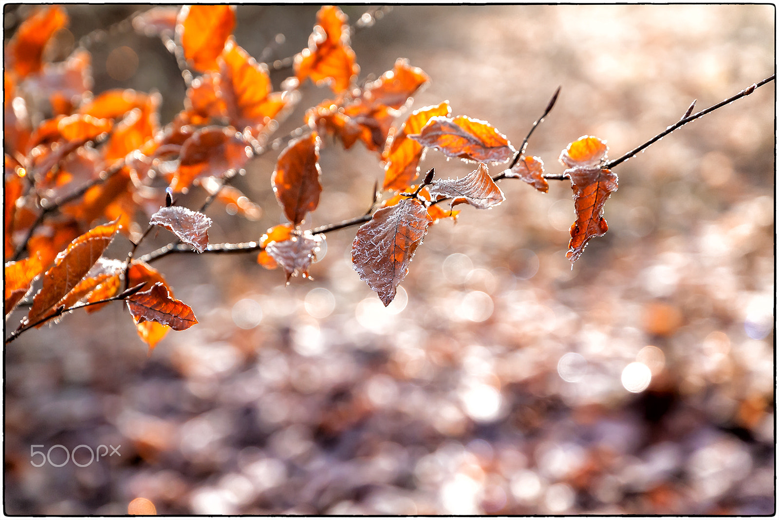 Canon EF 24-105mm F3.5-5.6 IS STM sample photo. Frozen morning light bokeh photography