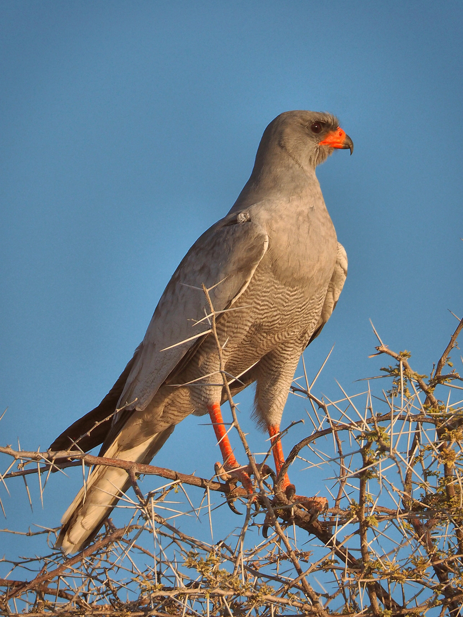 Olympus OM-D E-M10 sample photo. Somali chanting-goshawk photography