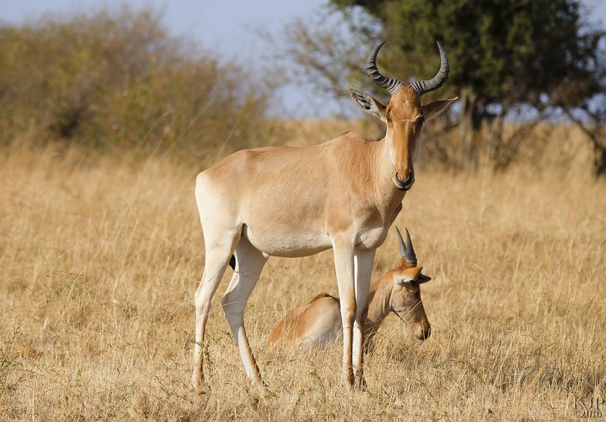 Fujifilm XF 100-400mm F4.5-5.6 R LM OIS WR sample photo. Coke's hartebeest photography