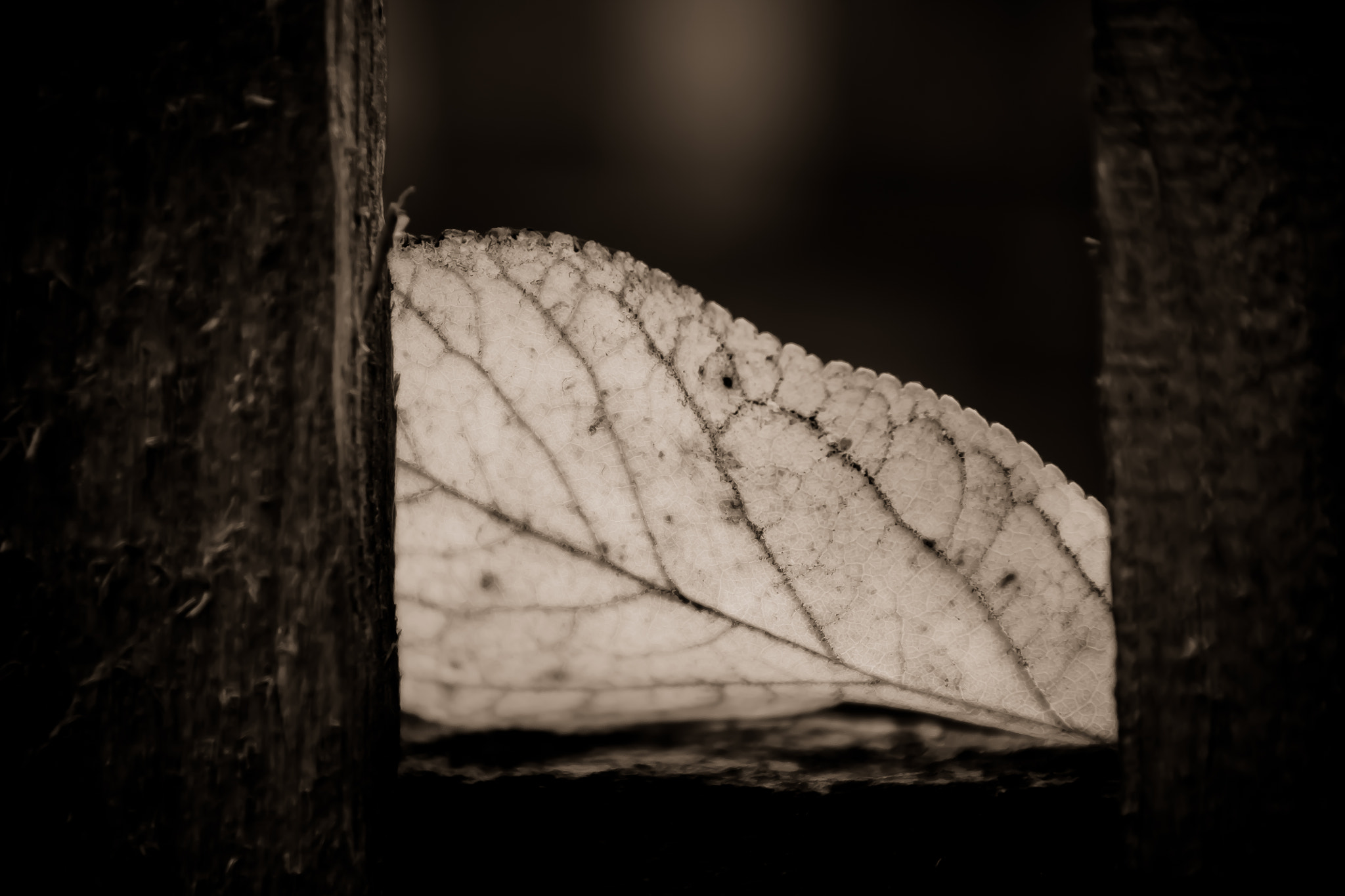 Canon EOS 450D (EOS Rebel XSi / EOS Kiss X2) sample photo. The last leaf photography