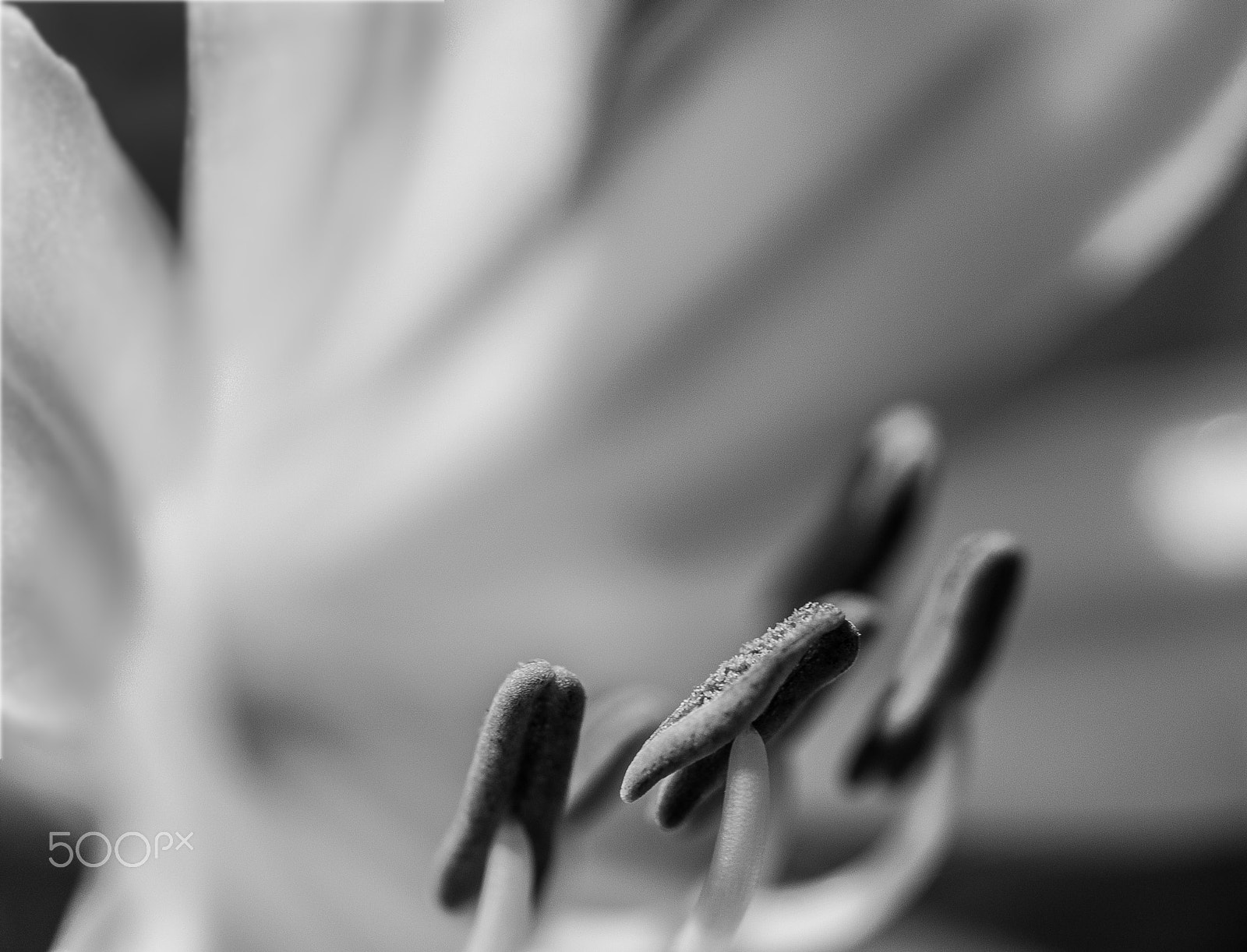 Nikon AF-S Micro-Nikkor 60mm F2.8G ED sample photo. Refuge photography