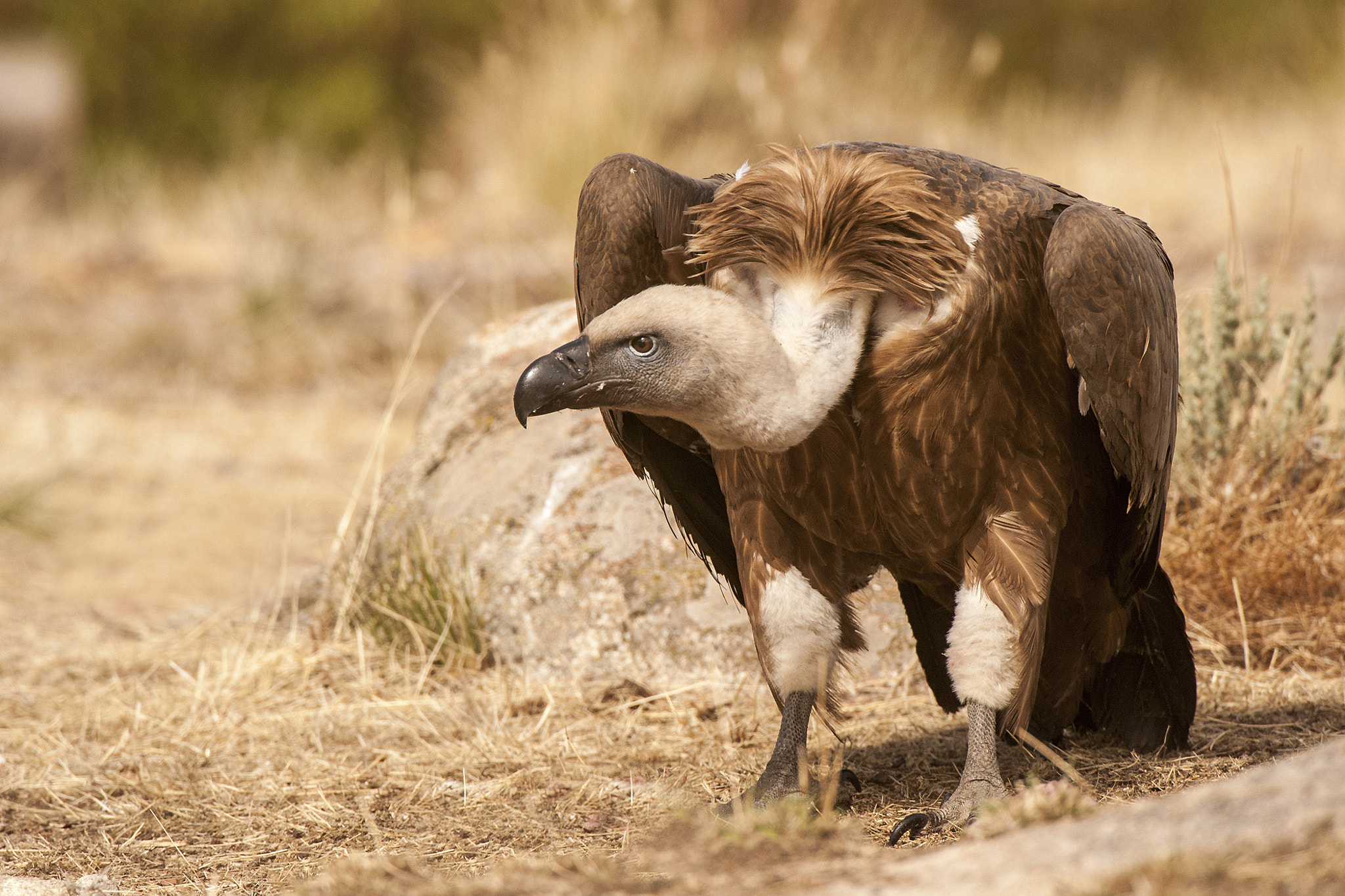 Nikon AF-S Nikkor 200-400mm F4G ED-IF VR sample photo. Buitre leonado (gyps fulvus) photography