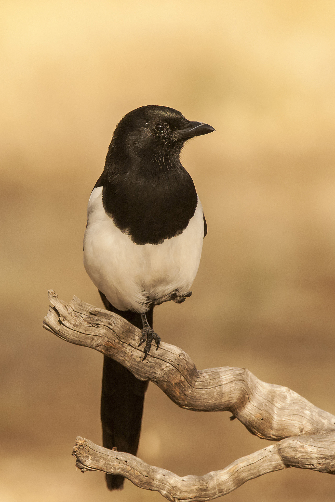 Nikon AF-S Nikkor 200-400mm F4G ED-IF VR sample photo. Urraca (pica pica) photography