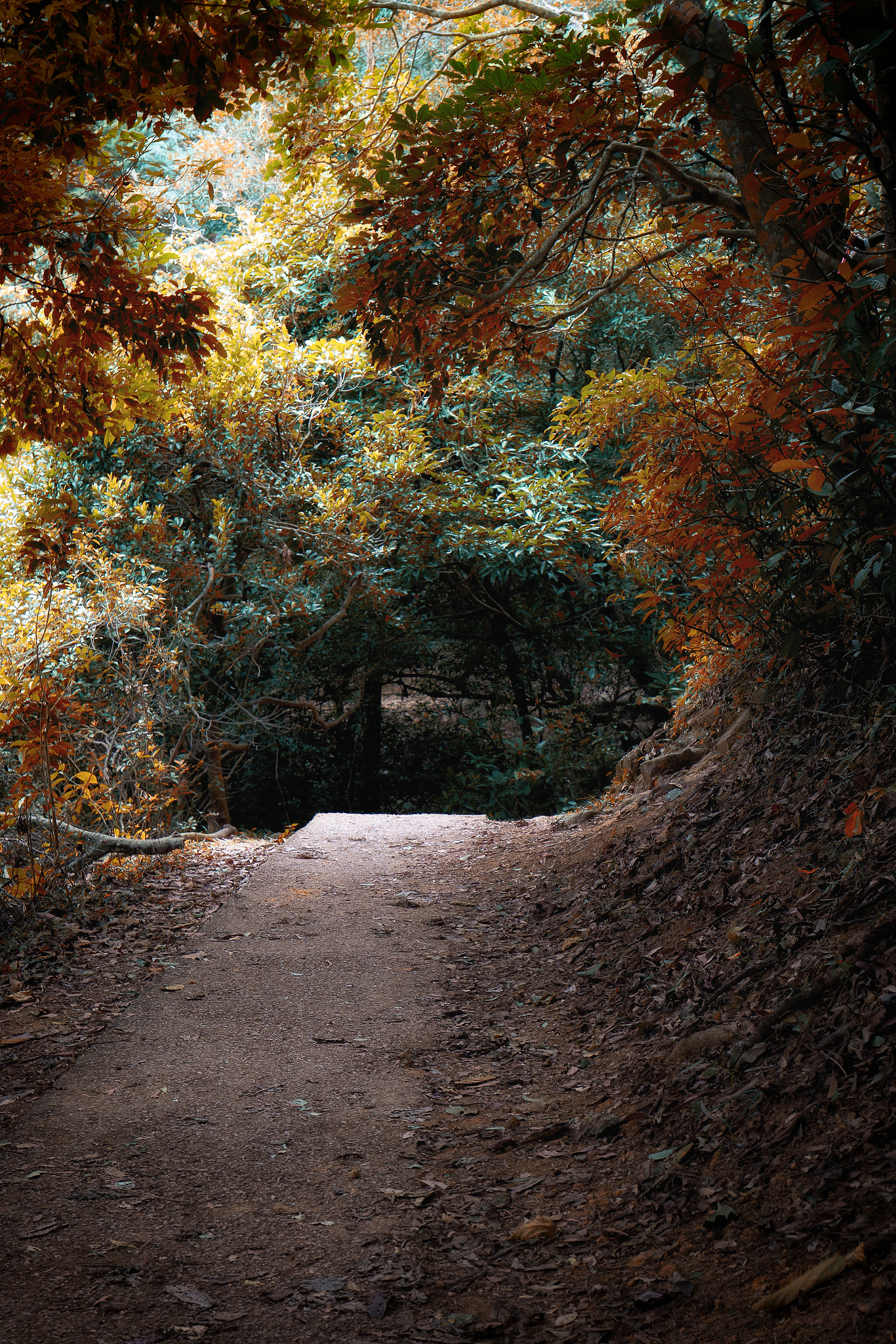 Canon EF 16-35mm F4L IS USM sample photo. Shing mun country park reserovir photography