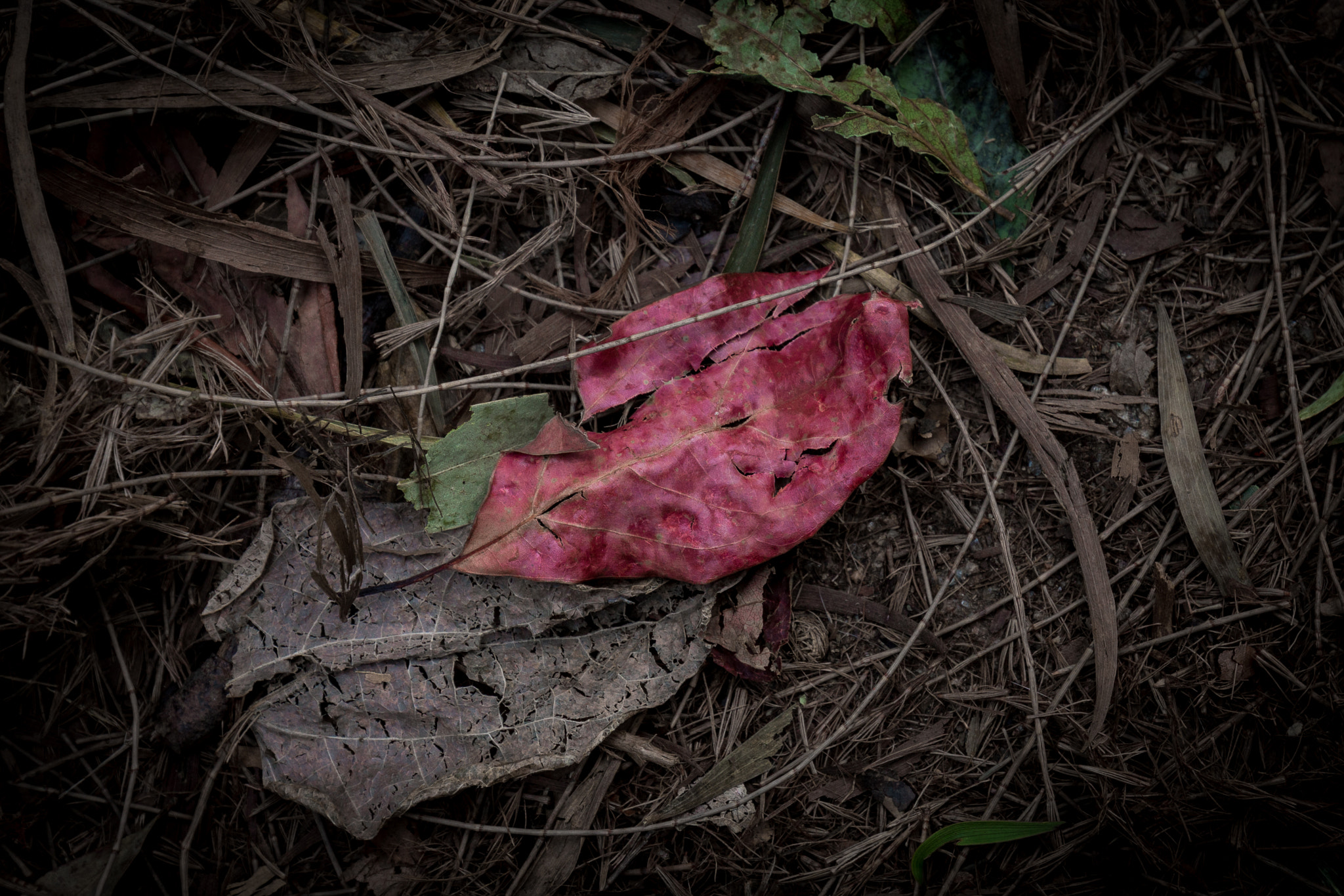 Canon EF 16-35mm F4L IS USM sample photo. Shing mun country park reserovir photography