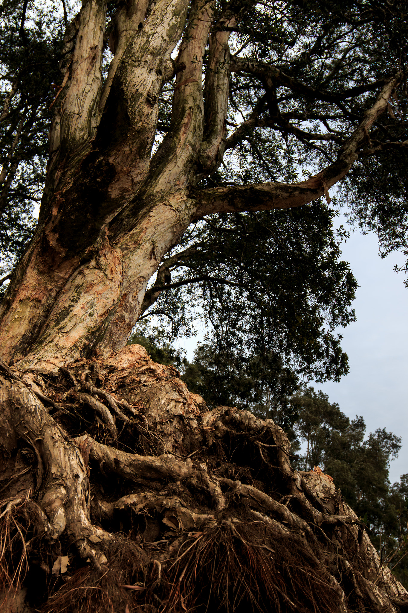 Canon EF 16-35mm F4L IS USM sample photo. Shing mun country park reserovir photography
