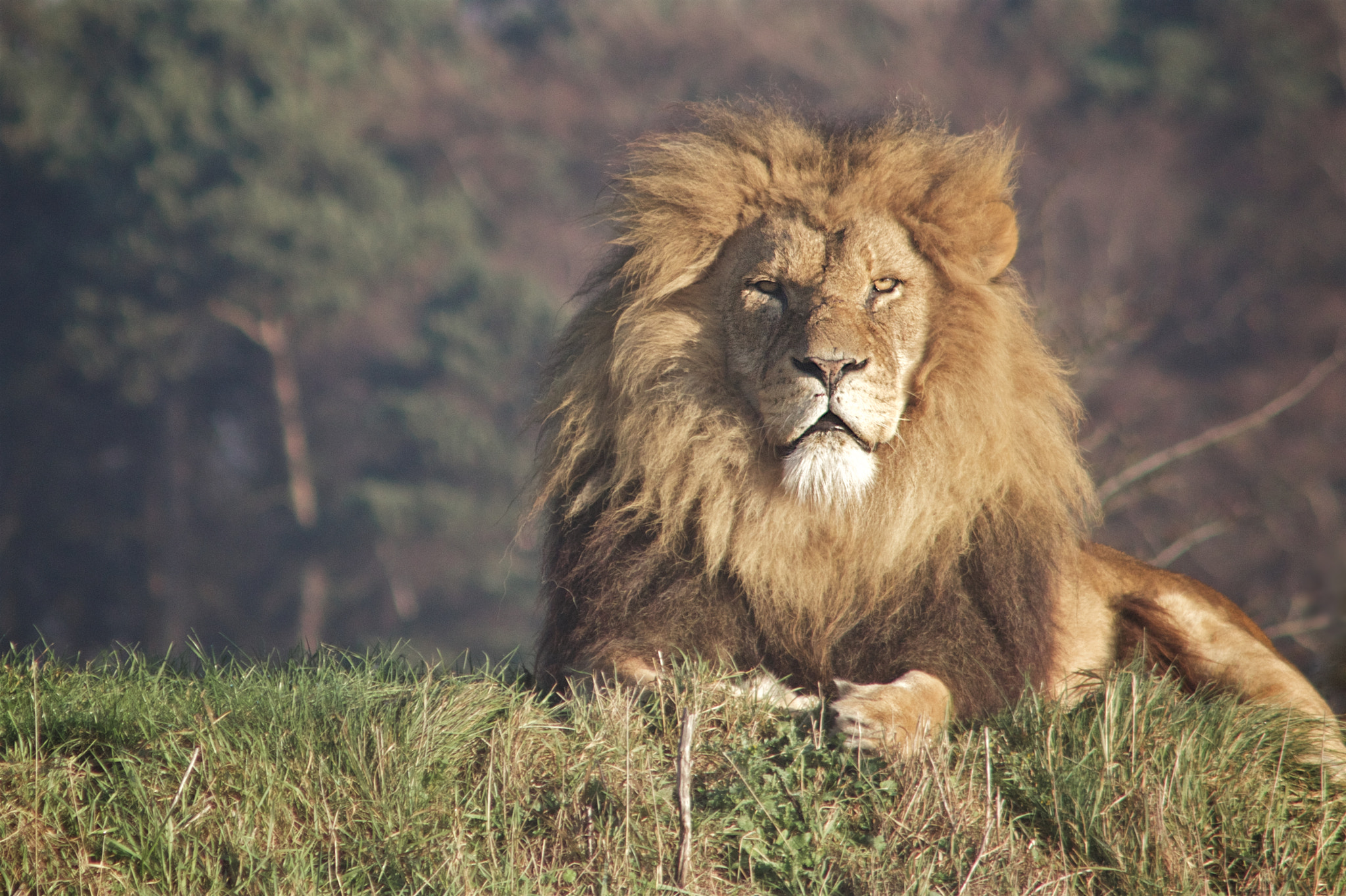 Canon EF 90-300mm F4.5-5.6 sample photo. A lion awake photography