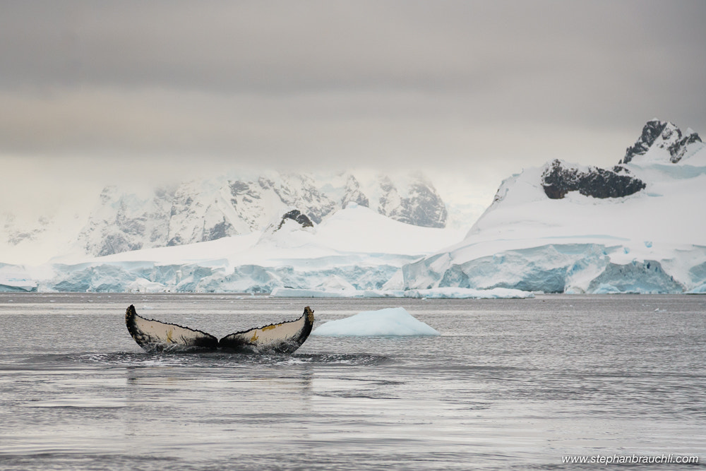 Sony a7R II + Canon EF 24-105mm F4L IS USM sample photo. Bye bye 2016 - wilhelmina bay - antarctica photography
