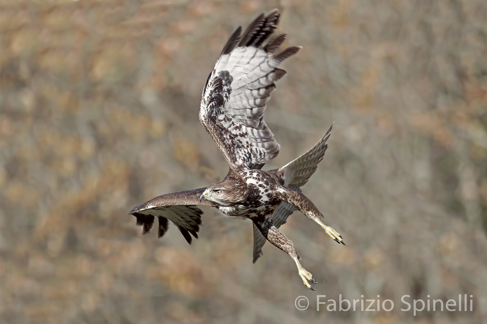 150-600mm F5-6.3 DG OS HSM | Sports 014 sample photo. Poiana in caccia photography