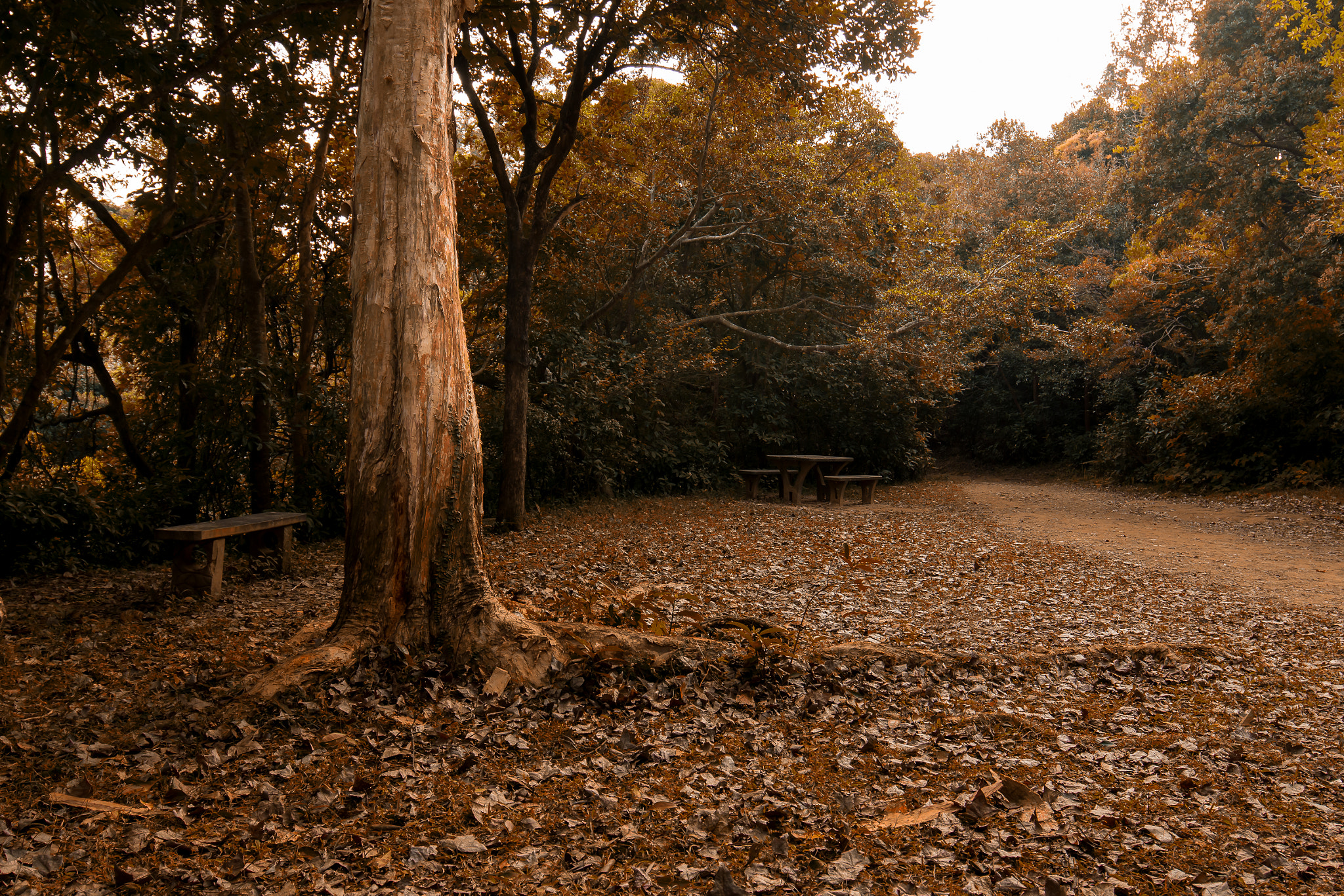 Canon EF 16-35mm F4L IS USM sample photo. Shing mun country park reserovir photography