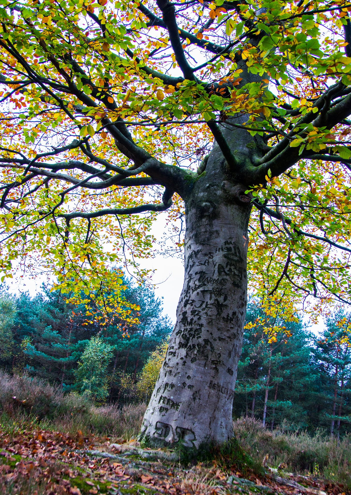 Sony E 18-200mm F3.5-6.3 OSS sample photo. Nature photography
