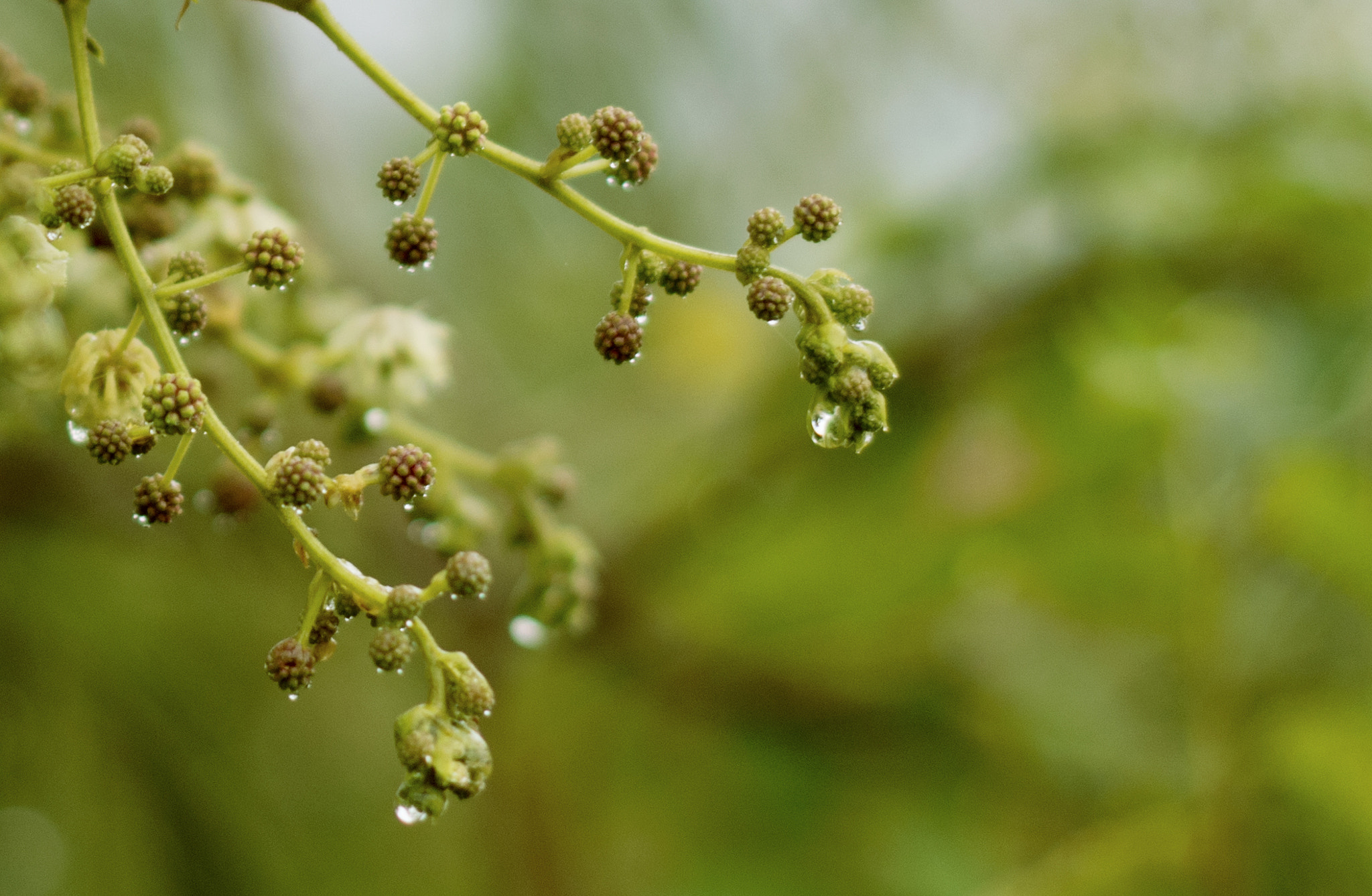 Pentax K-50 sample photo. After rain photography