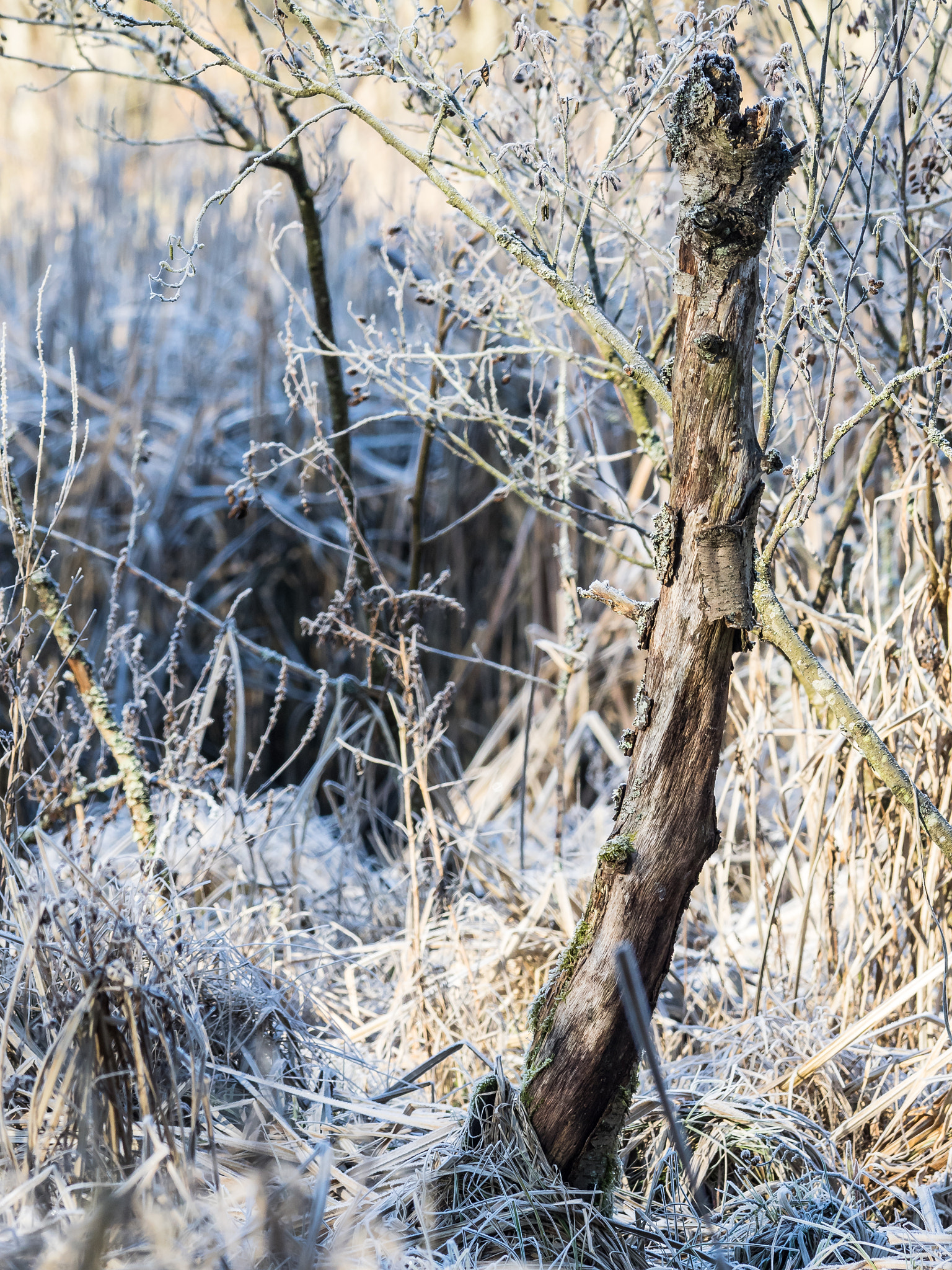 OLYMPUS 300mm Lens sample photo. Frosty morning photography