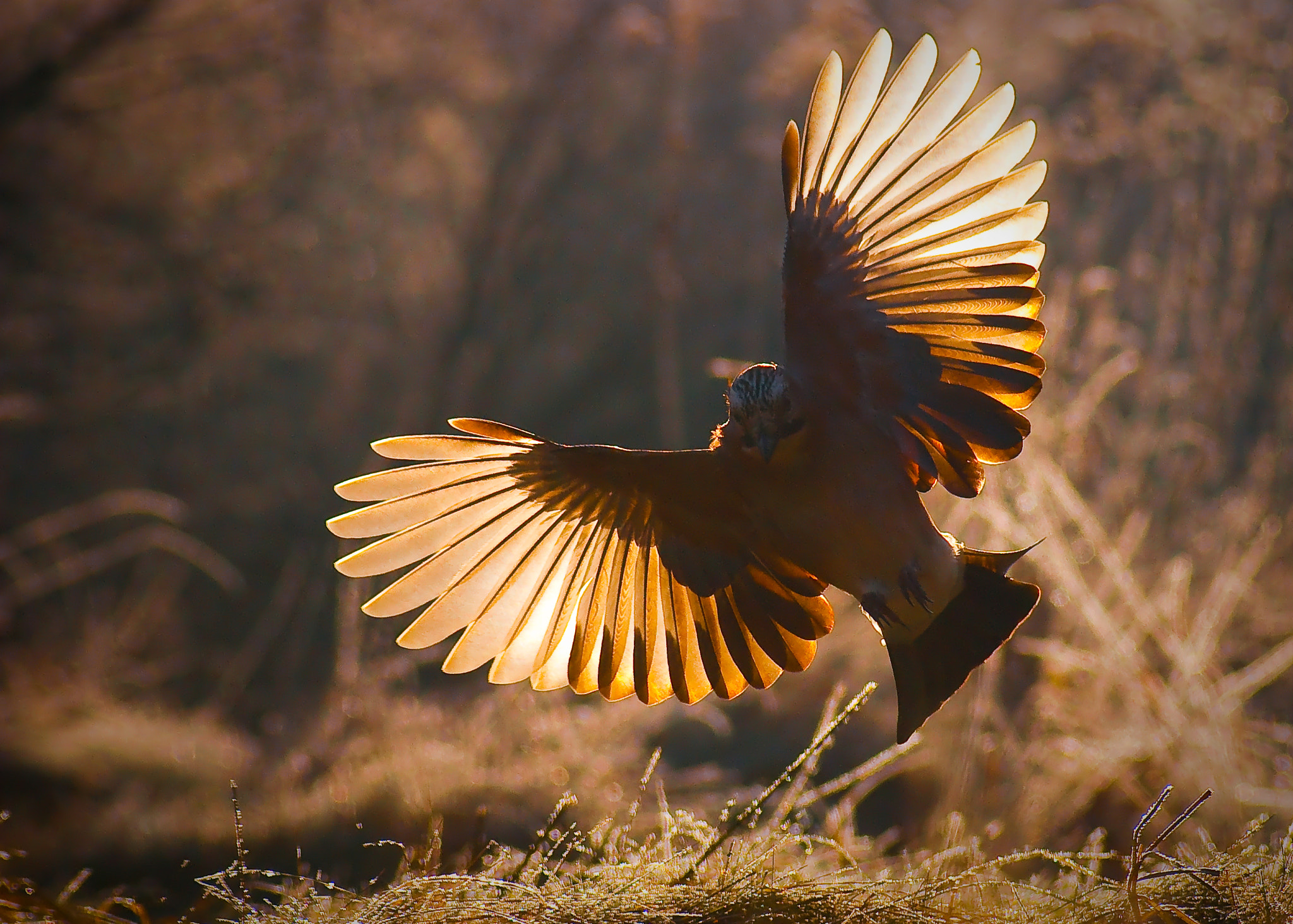 AF Zoom-Nikkor 80-200mm f/4.5-5.6D sample photo. Spread wings photography