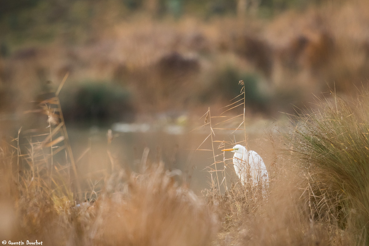 Canon EF 600mm F4L IS II USM sample photo. Grande aigrette photography