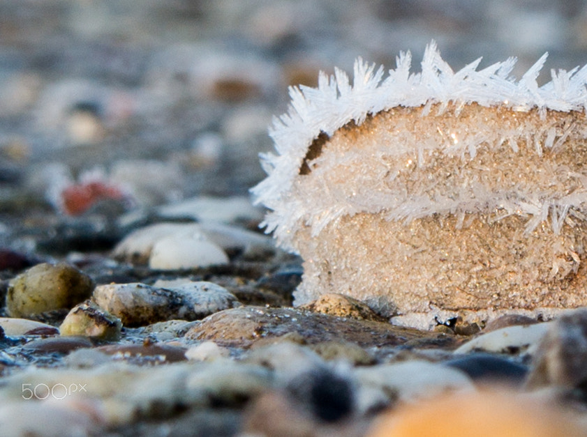 Canon EOS 60D sample photo. Frost photography