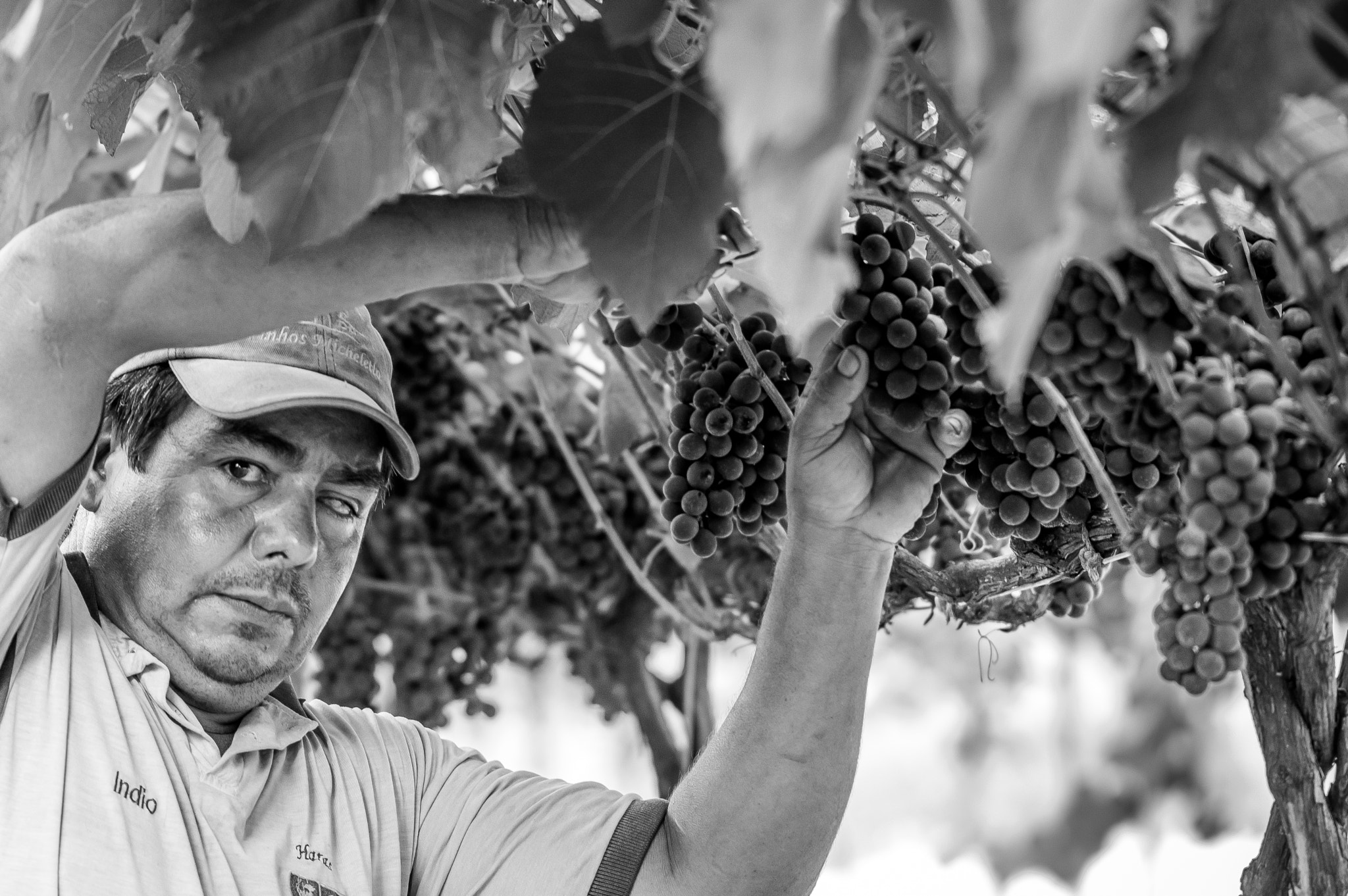 Nikon AF-S Micro-Nikkor 105mm F2.8G IF-ED VR sample photo. A humble farmer and an amazing winery... photography