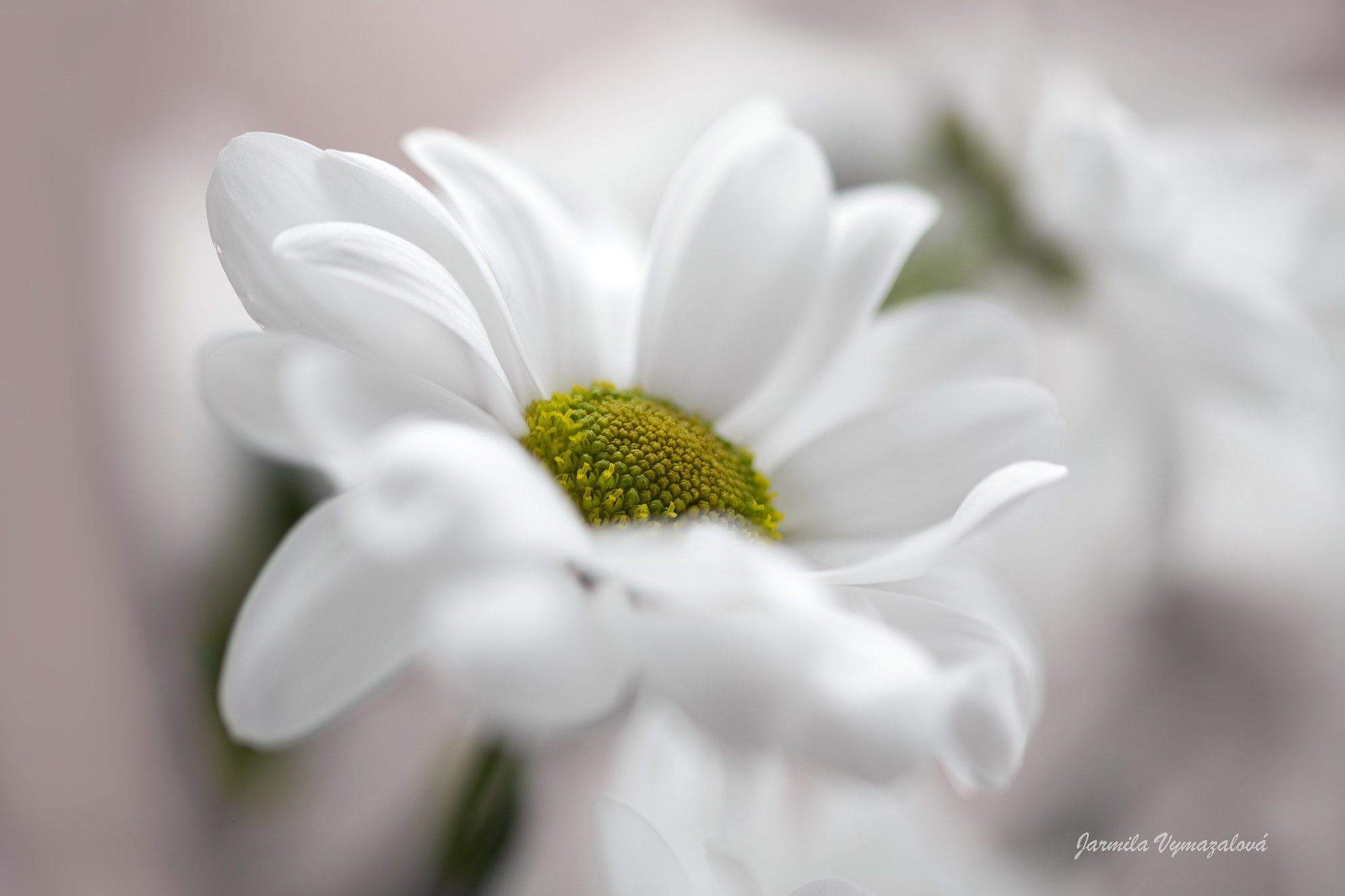 ZEISS Makro-Planar T* 100mm F2 sample photo. Flower photography
