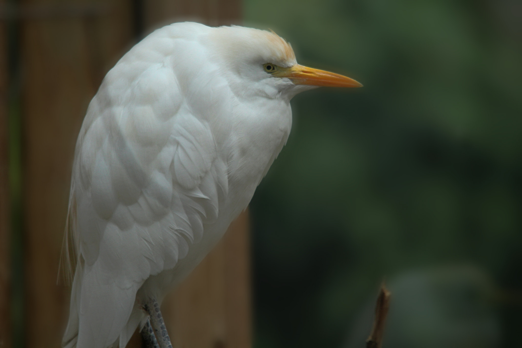 Sigma 150-500mm F5-6.3 DG OS HSM sample photo. Img photography