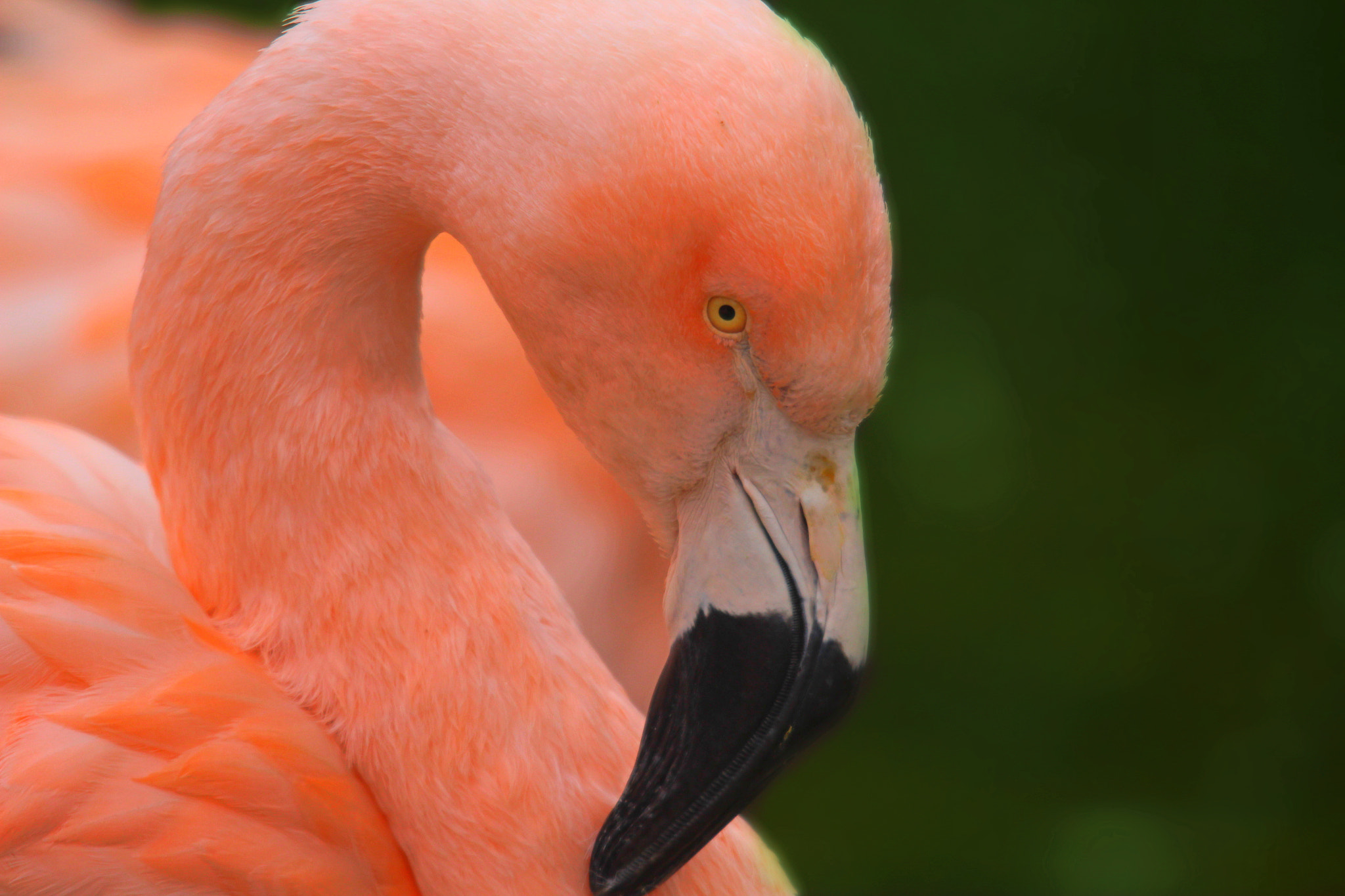 Sigma 150-500mm F5-6.3 DG OS HSM sample photo. Img photography