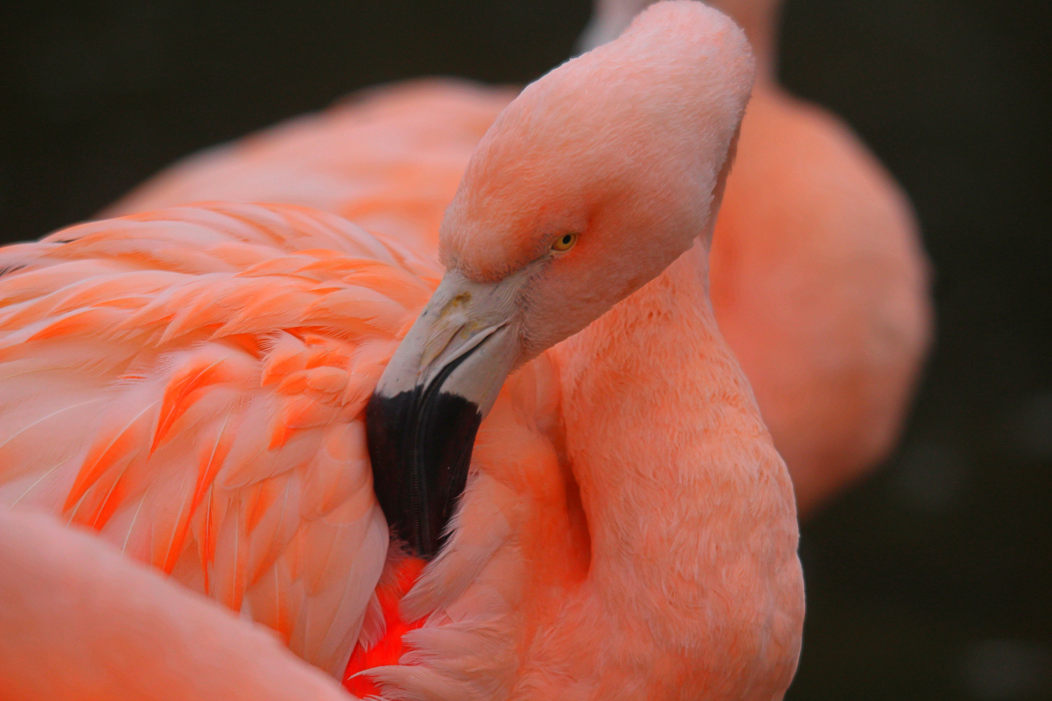 Sigma 150-500mm F5-6.3 DG OS HSM sample photo. Img photography