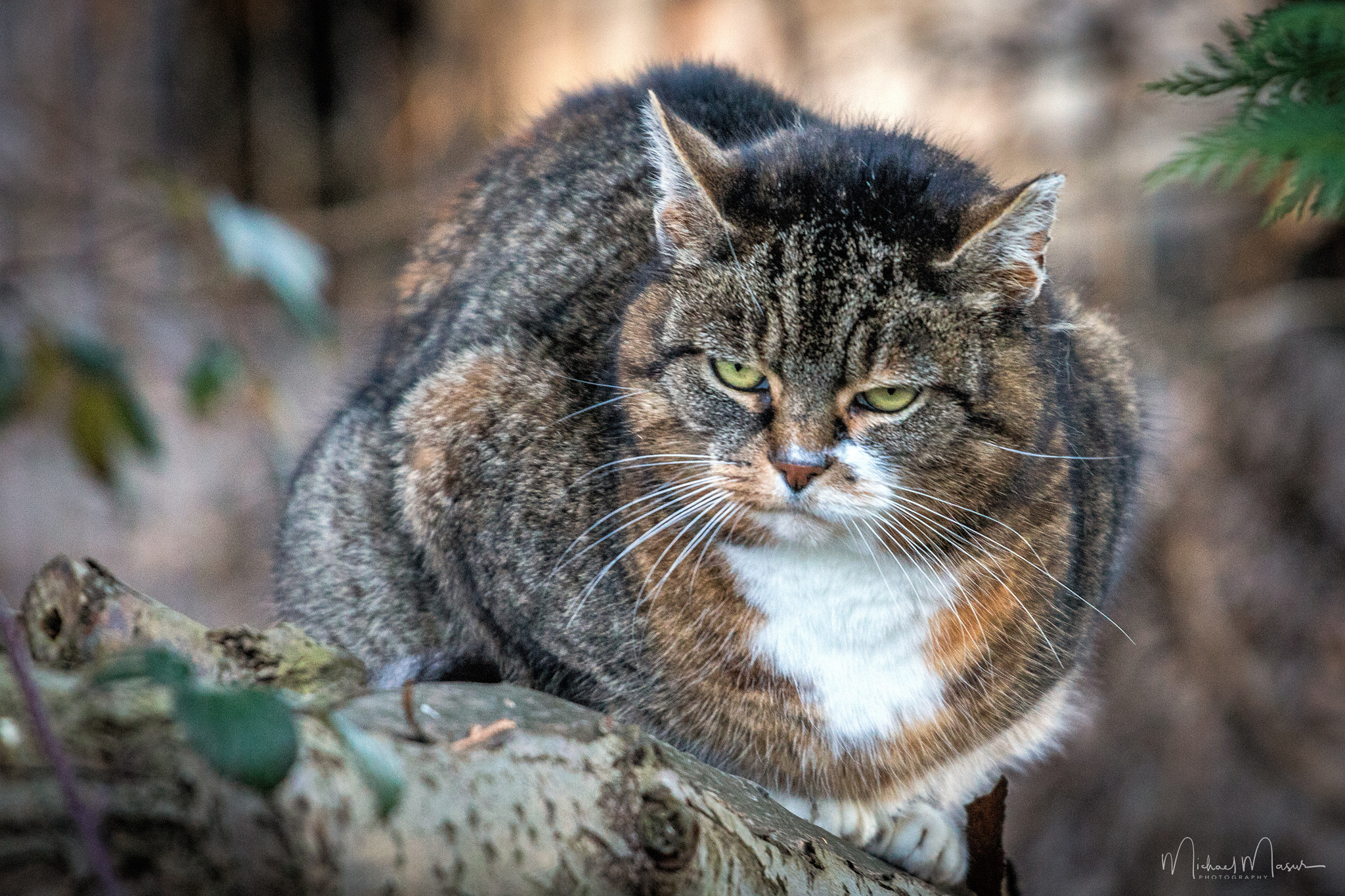 Canon EOS 760D (EOS Rebel T6s / EOS 8000D) sample photo. [grumpy cat] photography