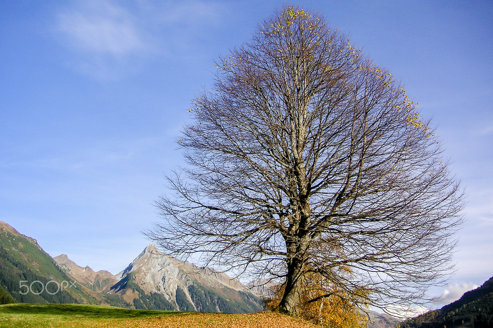KONICA MINOLTA DiMAGE X50 sample photo. Herbstbaum photography