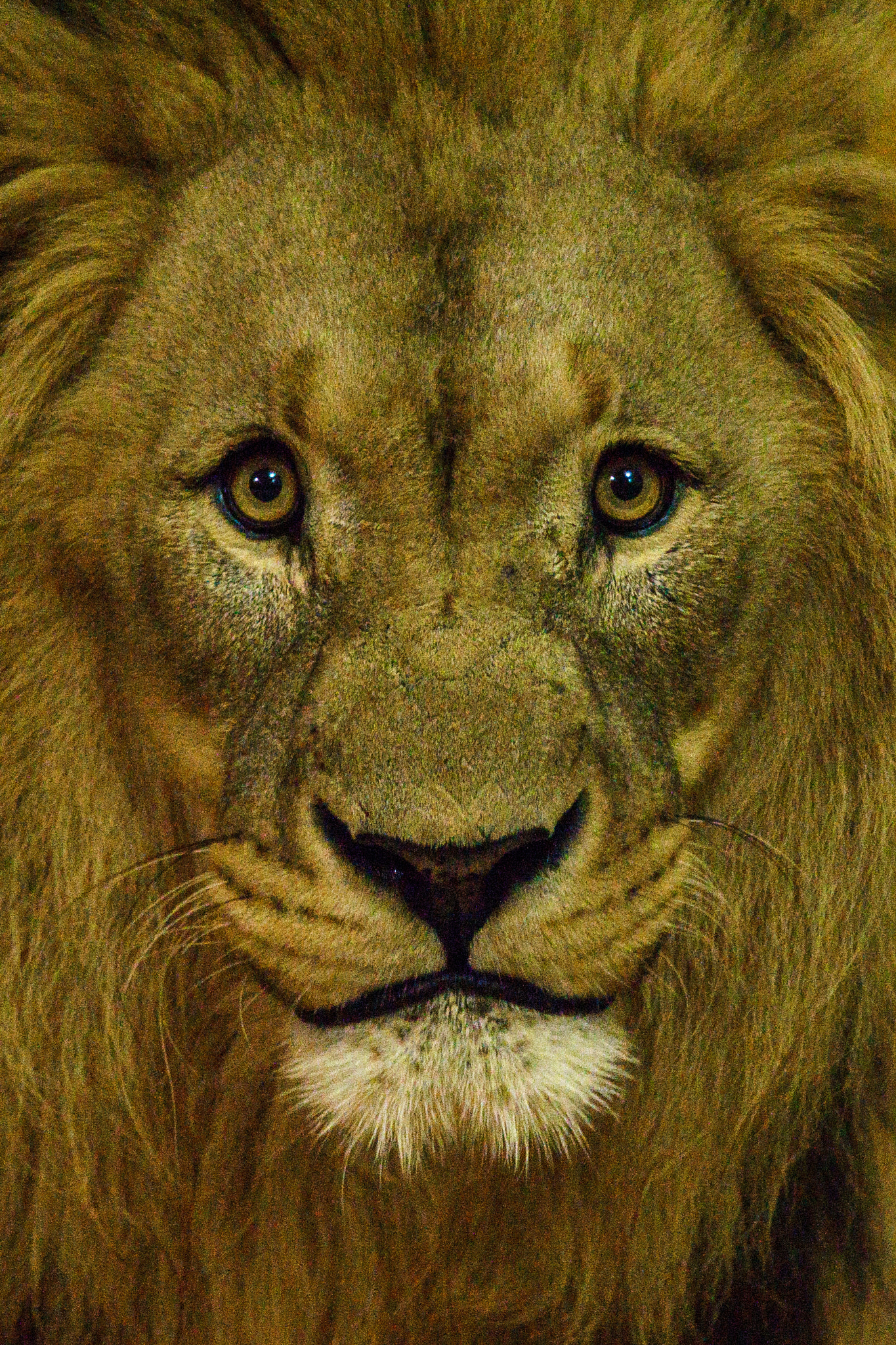 Tamron SP AF 70-200mm F2.8 Di LD (IF) MACRO sample photo. African lion @ zoo salzburg photography