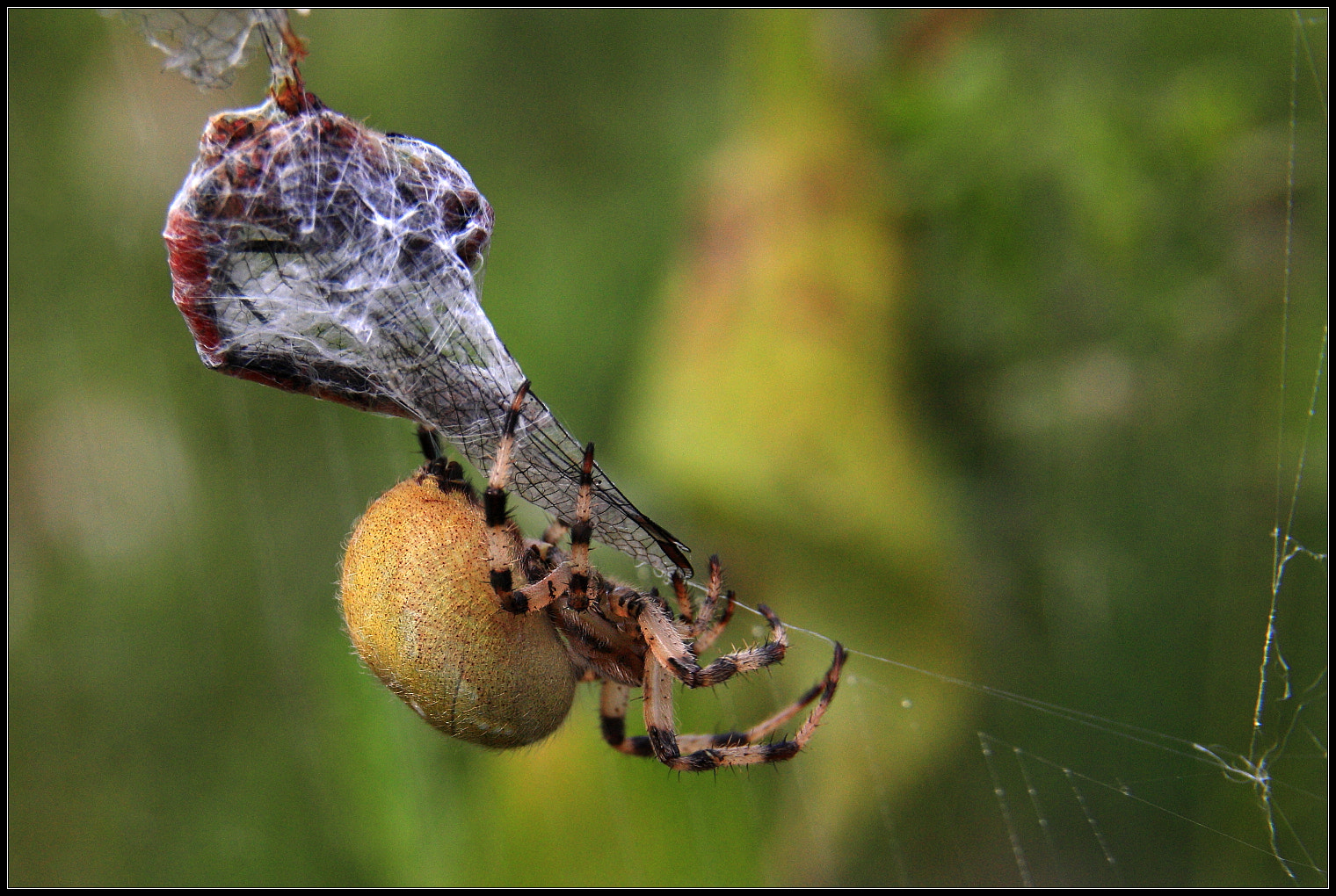 Canon EOS 450D (EOS Rebel XSi / EOS Kiss X2) sample photo. Spider and dragonfly photography