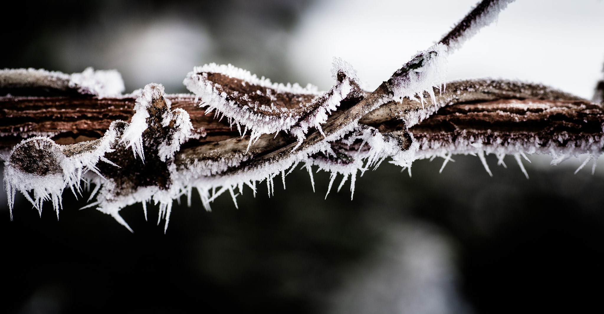 Sigma 50mm f/1.4 EX DG HSM + 1.4x sample photo. Clematis branches in hoarfrost photography