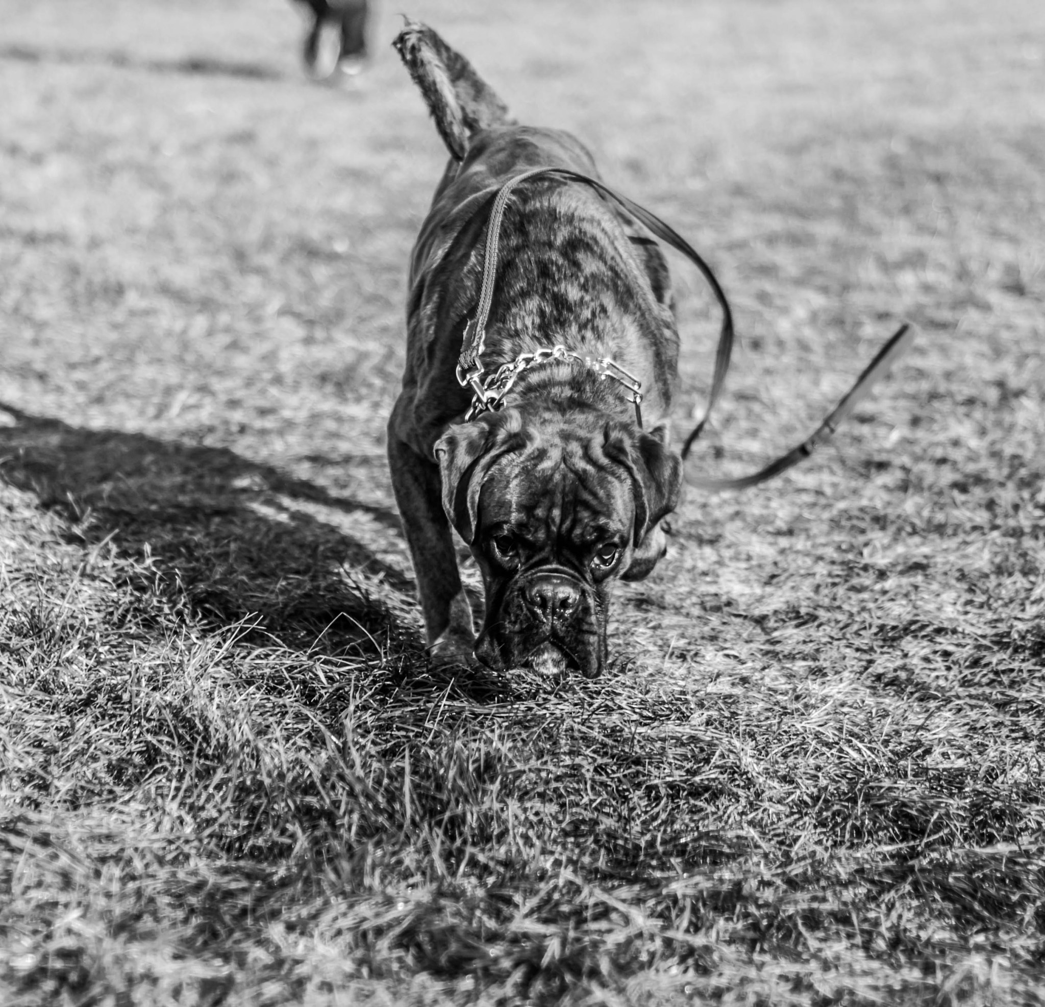 Nikon D90 + AF Nikkor 50mm f/1.8 sample photo. My lovely boxer dog photography