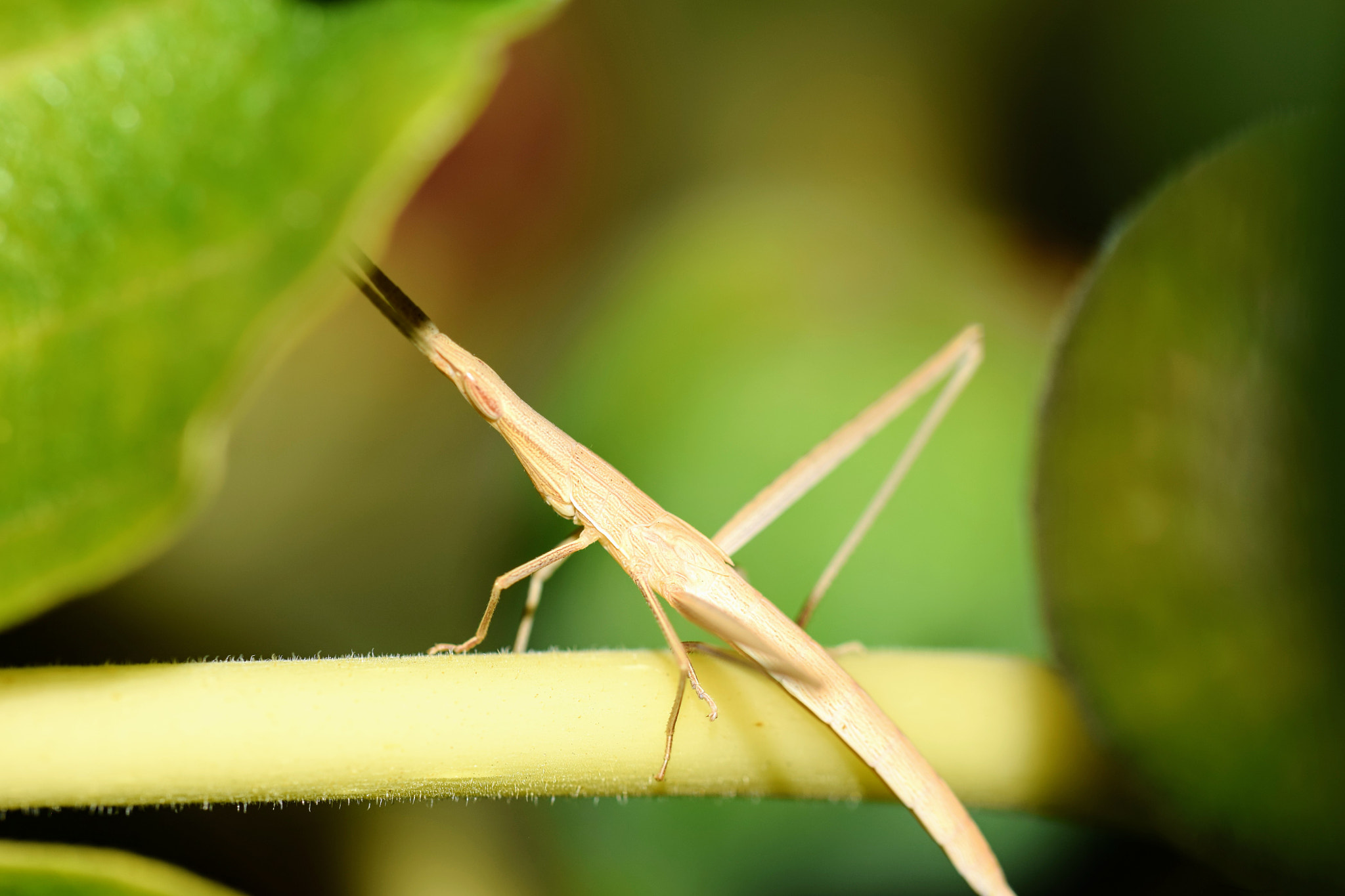 Nikon D3300 sample photo. Stick insect photography