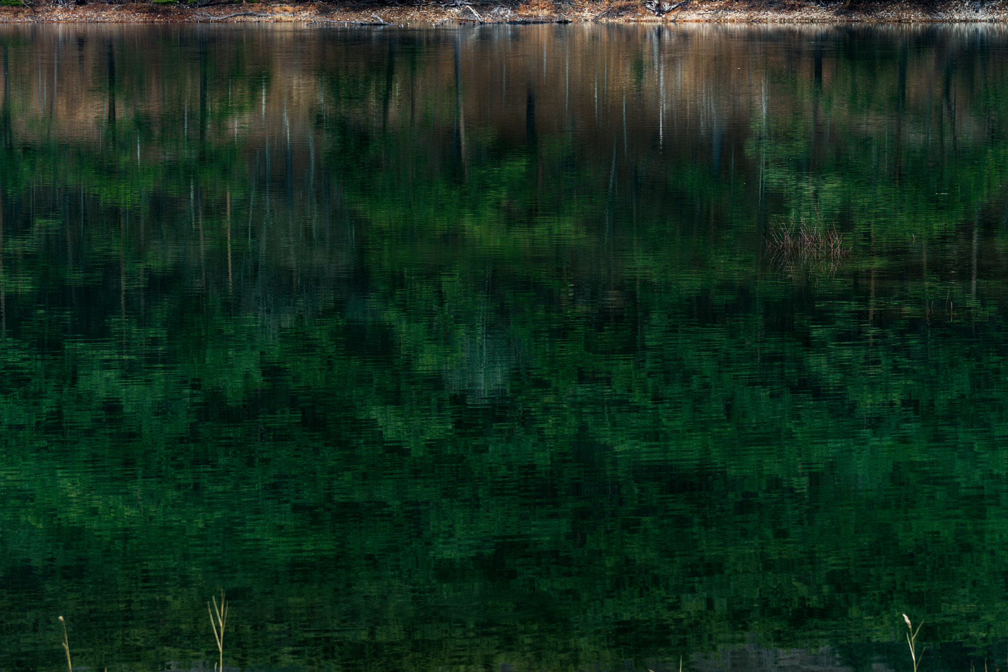 Sony FE 70-300mm F4.5-5.6 G OSS sample photo. Foresty pond photography