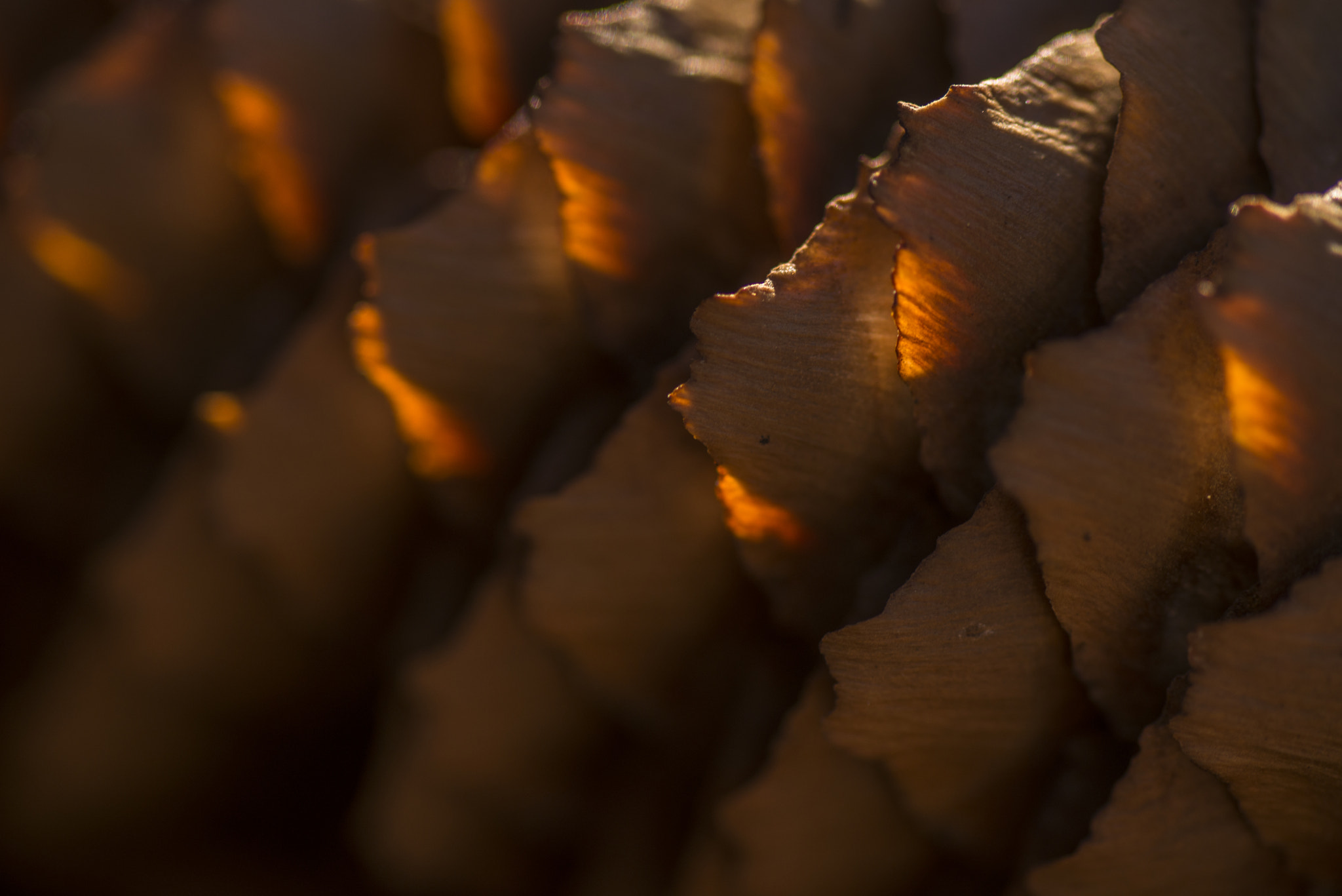 Nikon D800 sample photo. Fire within photography