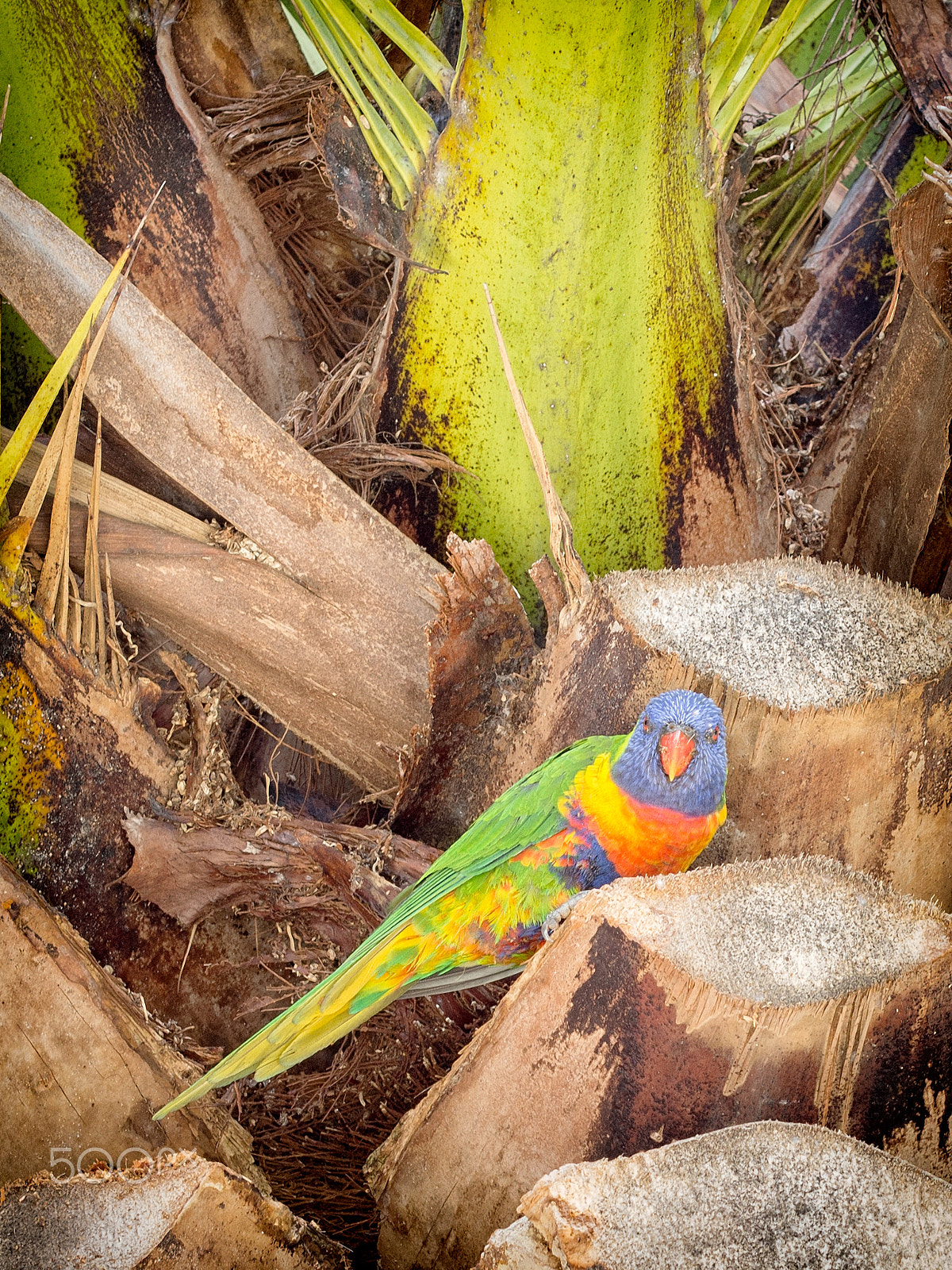 Olympus PEN E-P5 + Olympus M.Zuiko Digital 45mm F1.8 sample photo. Rainbow lorikeet  photography