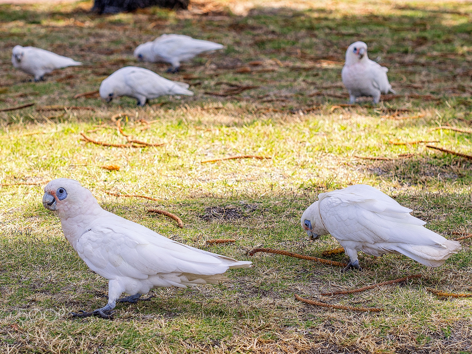 Olympus PEN E-P5 + Olympus M.Zuiko Digital 45mm F1.8 sample photo. Little corellas photography