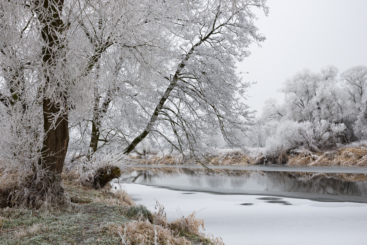 Nikon D600 + Sigma 24-105mm F4 DG OS HSM Art sample photo. Frosty morning photography